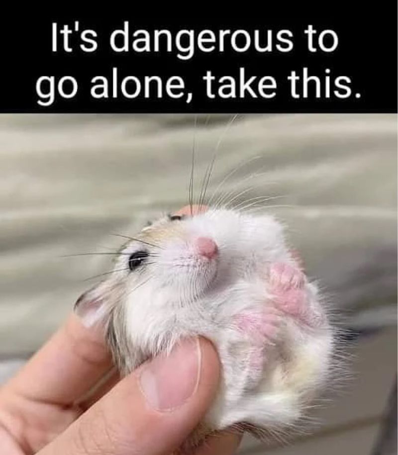 D !!! r/hamsters