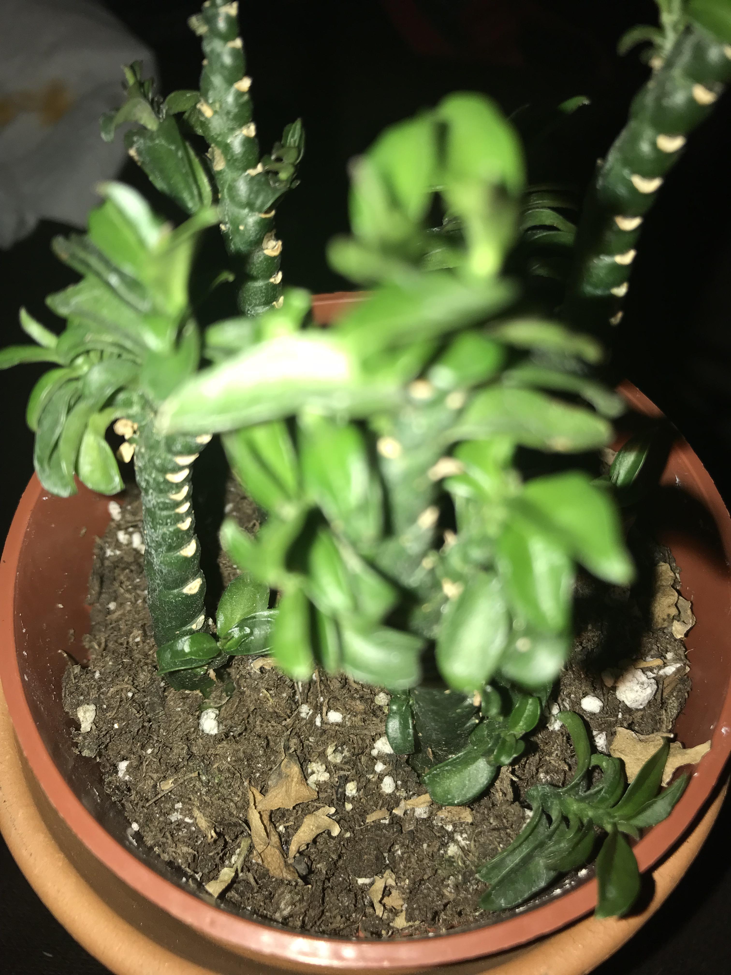 Bought this need succulent today, anyone know an ID? Does it need water