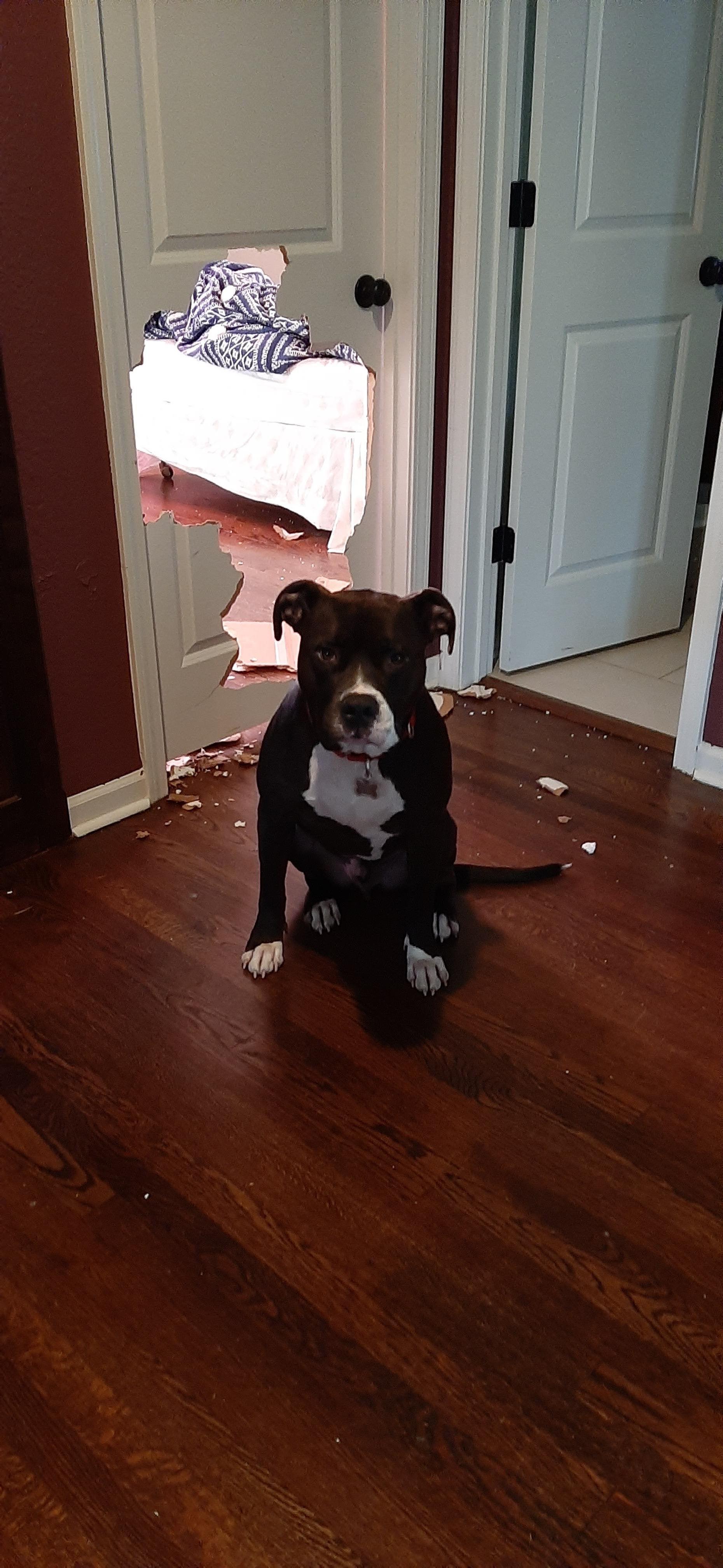PsBattle The dog who ate through a door!