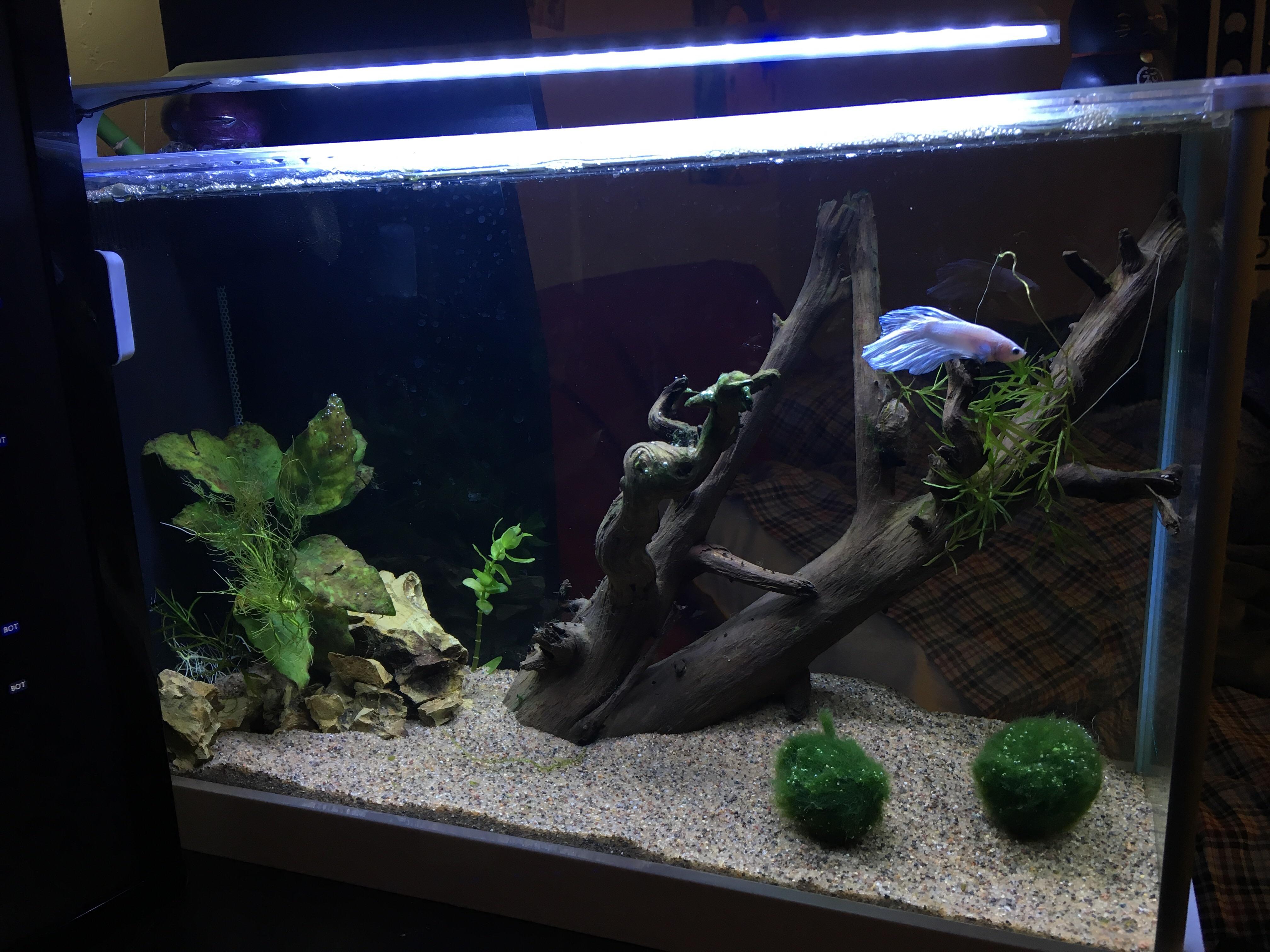 My desktop aquarium! r/Aquariums