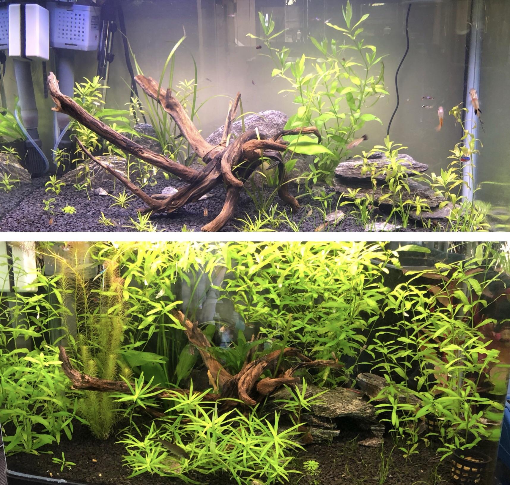 Had almost no growth in my plants for months then I decided to try DIY