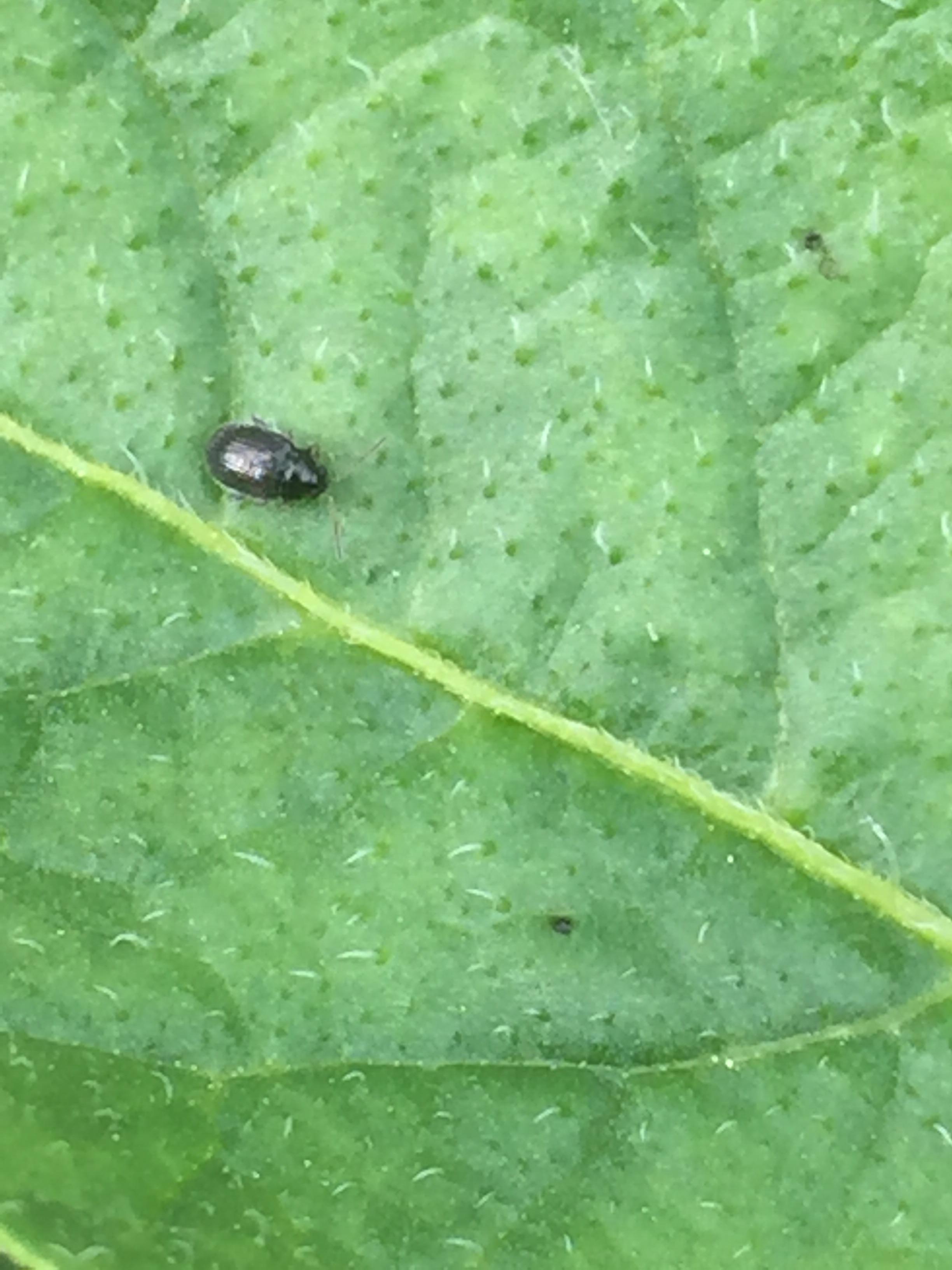 What's this on my potato plant? The leaves are full of holes! Quebec