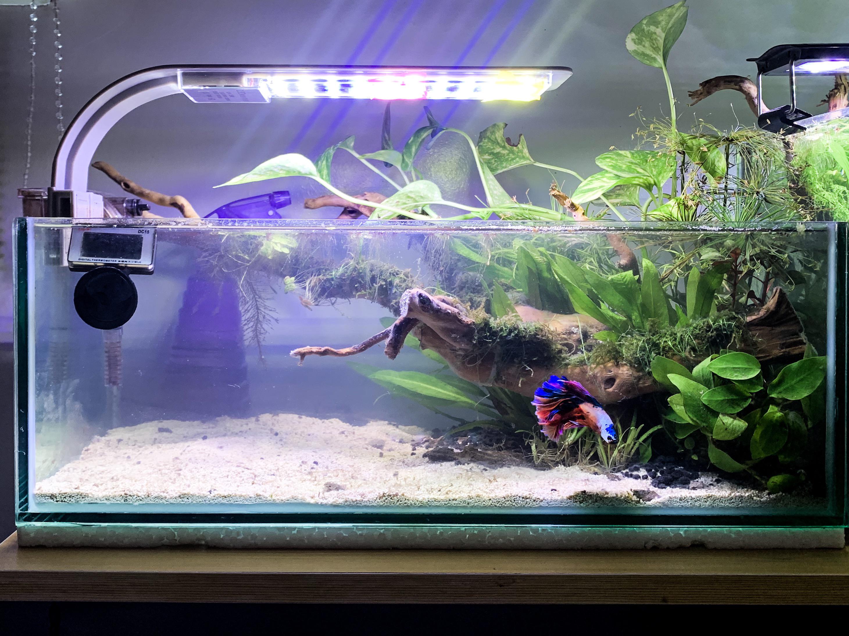 Possible tank mates for my betta in this 5 gallon shallow tank r