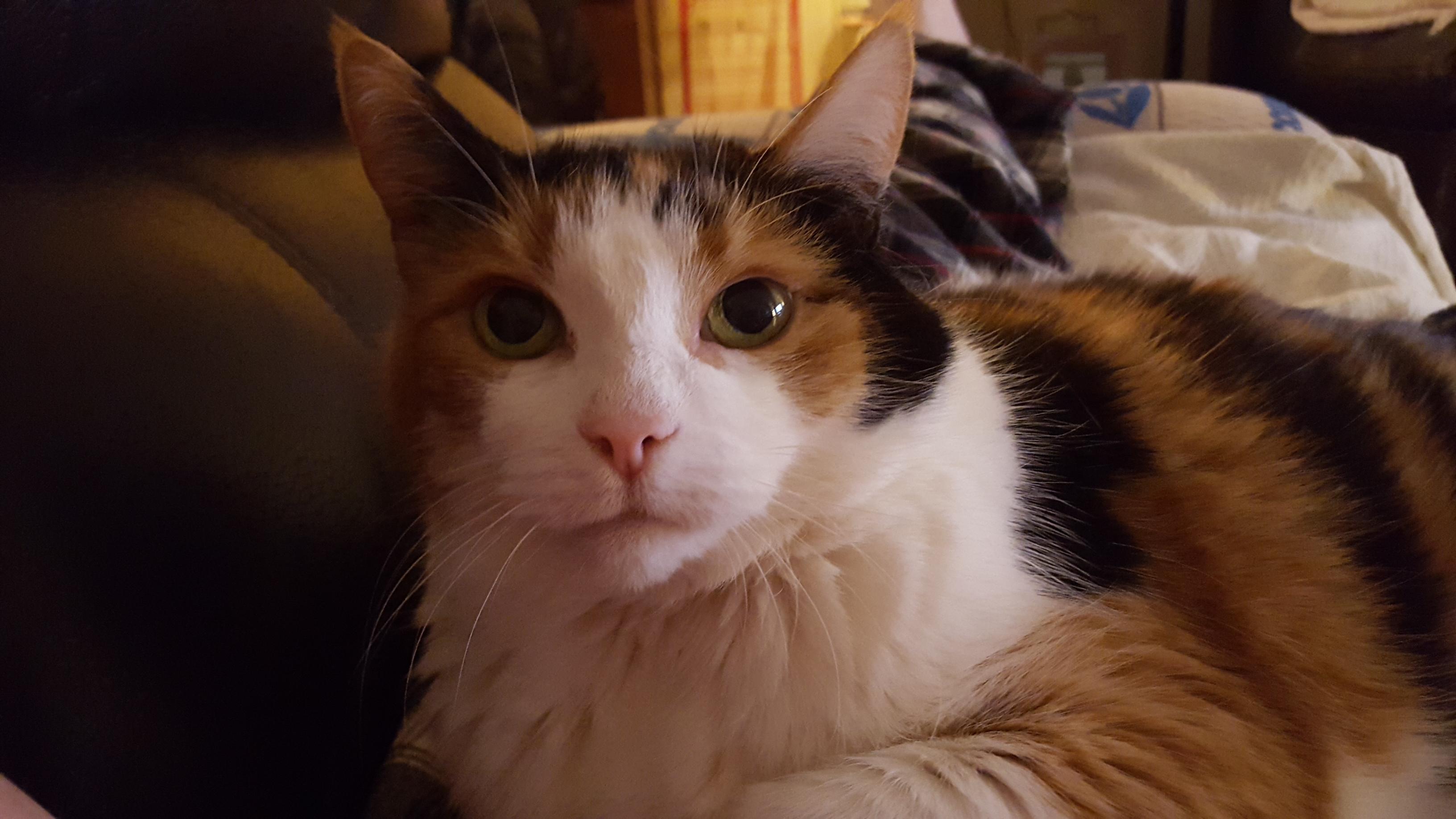 Had to put her down this week, figured I would share a pic in memory of