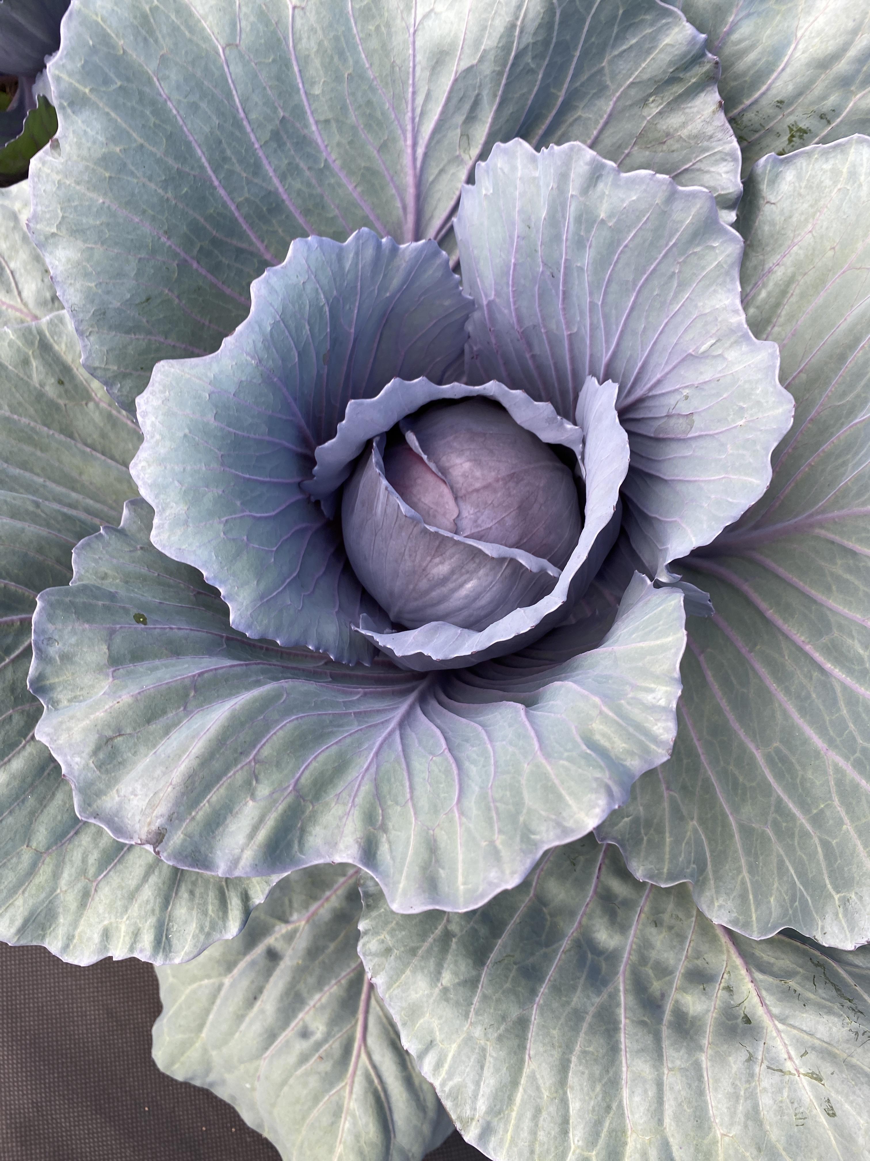 So happy with this beauty!! Purple Cabbage growing quite nicely, Zone