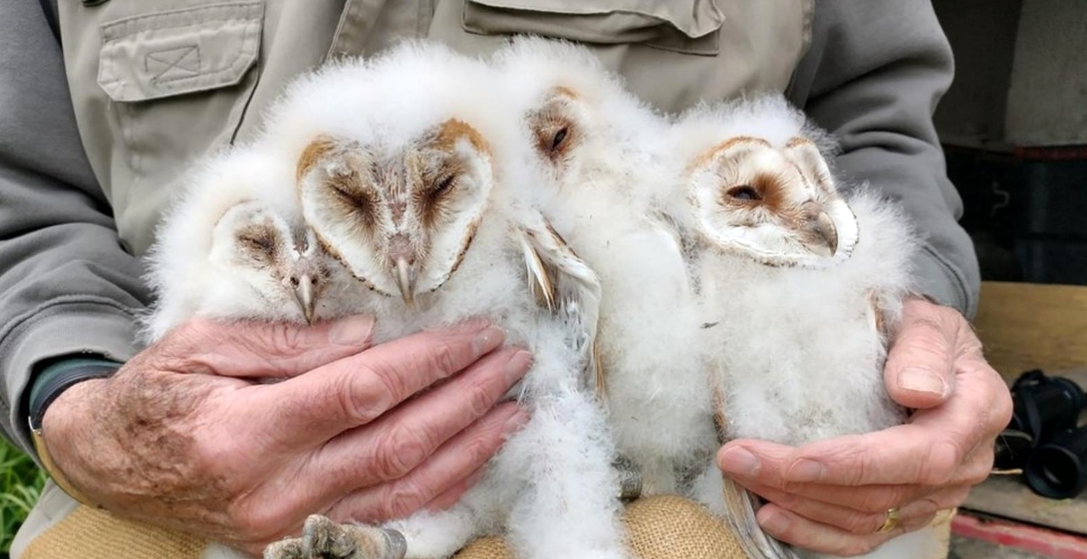 Some superb little barn owl chicks at Leicestershire and Rutland