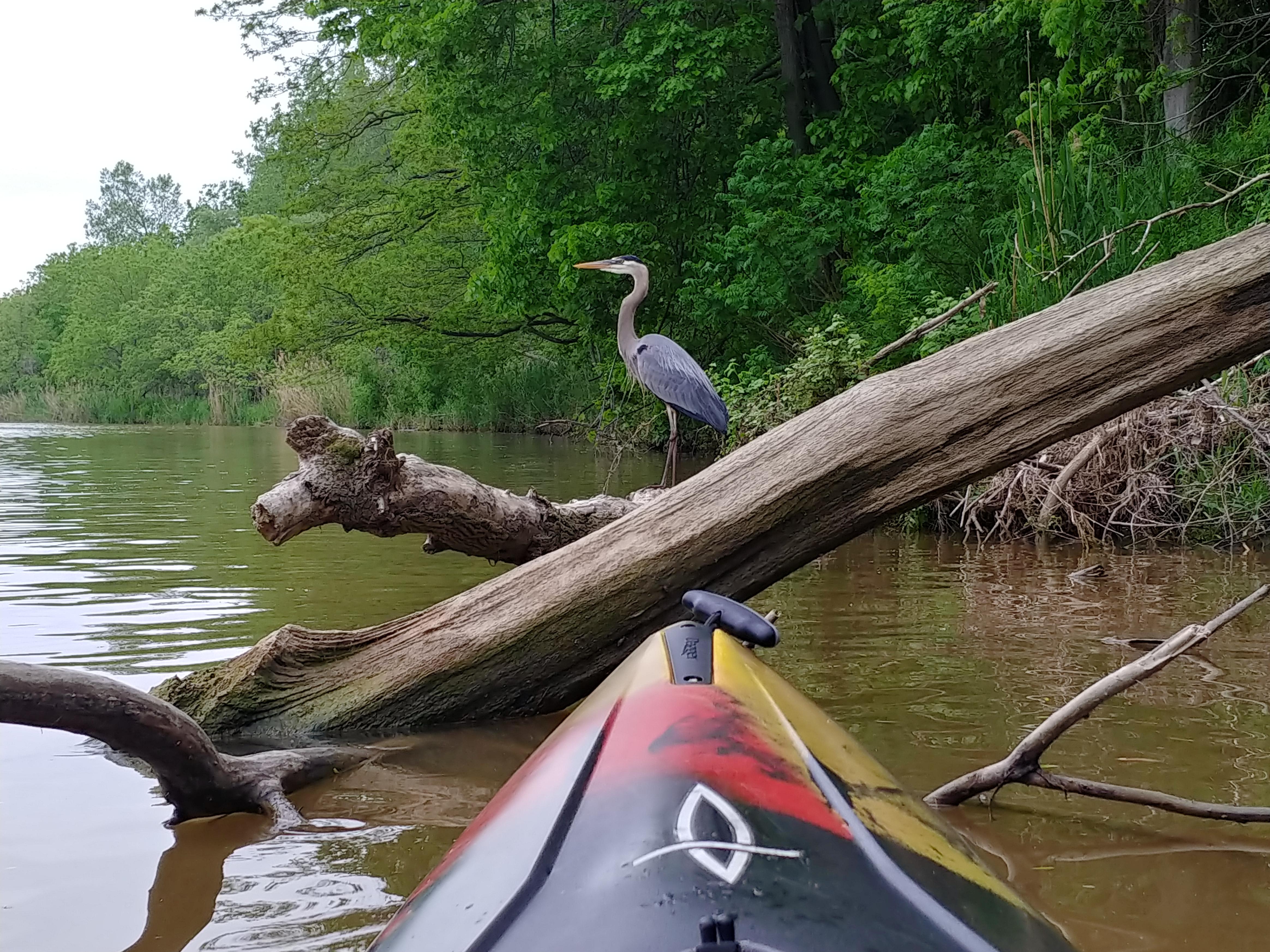 How are you doing Blue Herons today? r/Kayaking