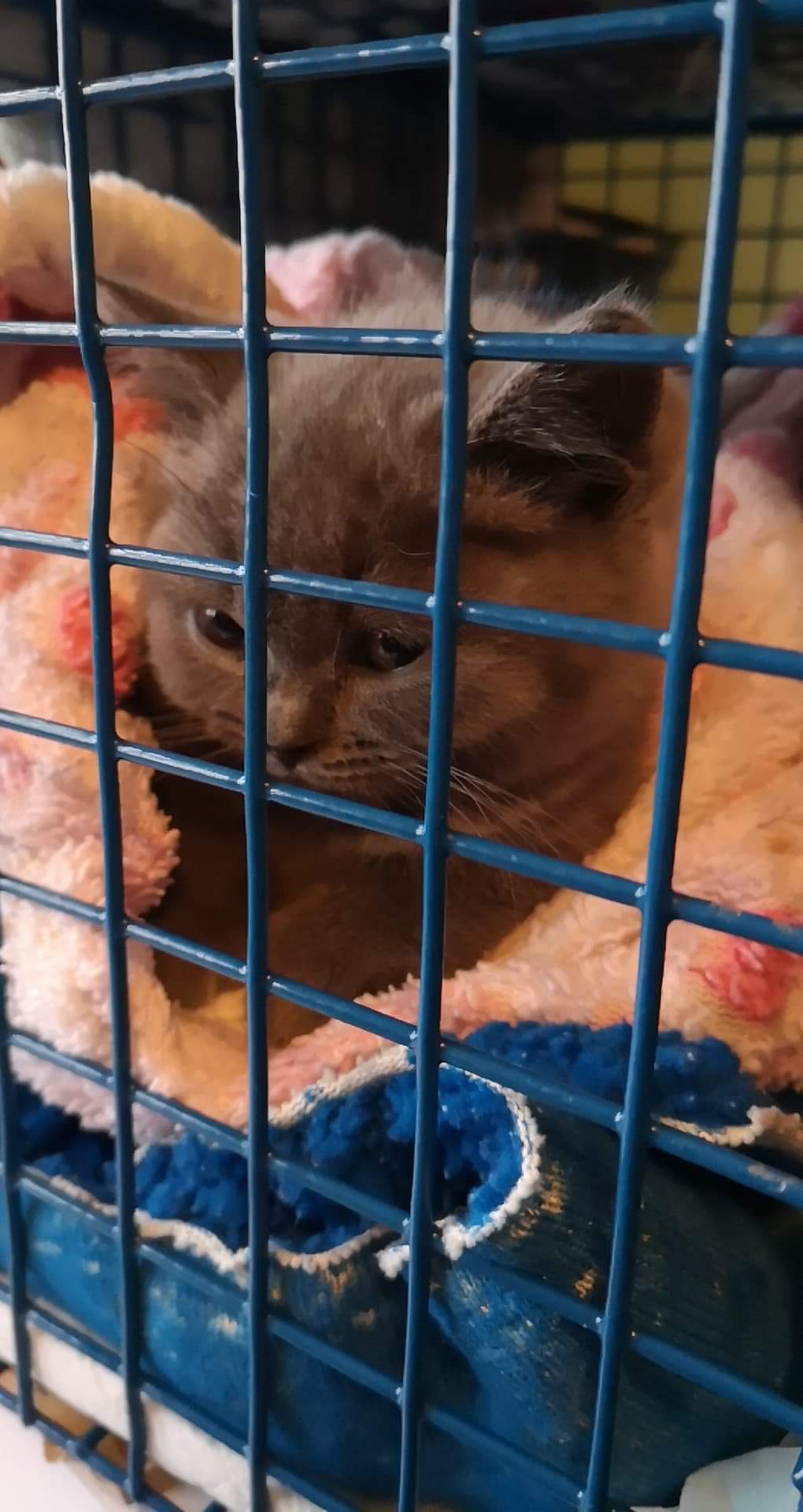 This is Clodagh, she's in my living room because my mum can't say no. aww