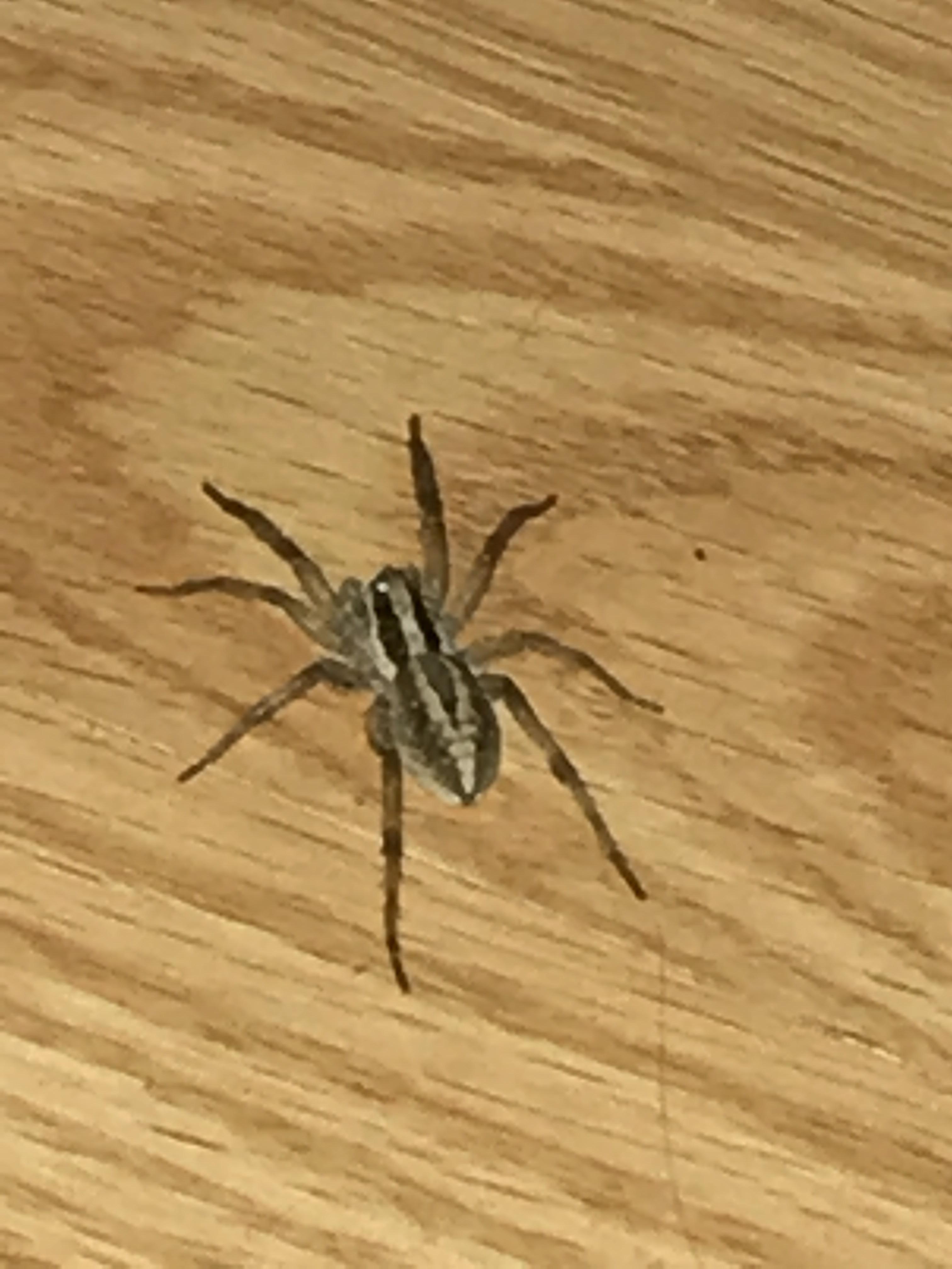 Is this Rabid wolf spider? Are they dangerous to pets? (Northern Utah