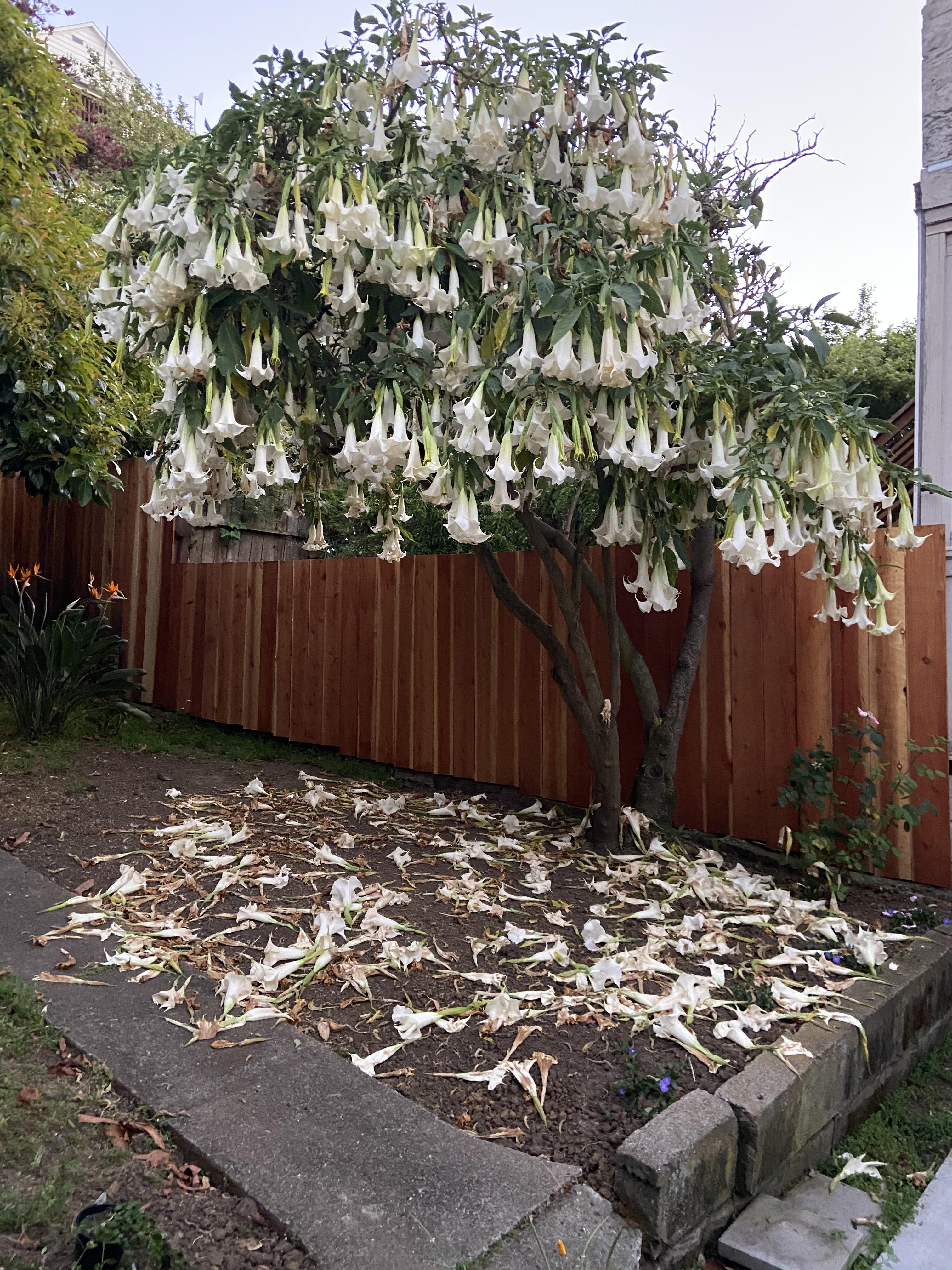 The Beautiful and Messy Angels Brugmansias Trumpet Tree. Seen here in