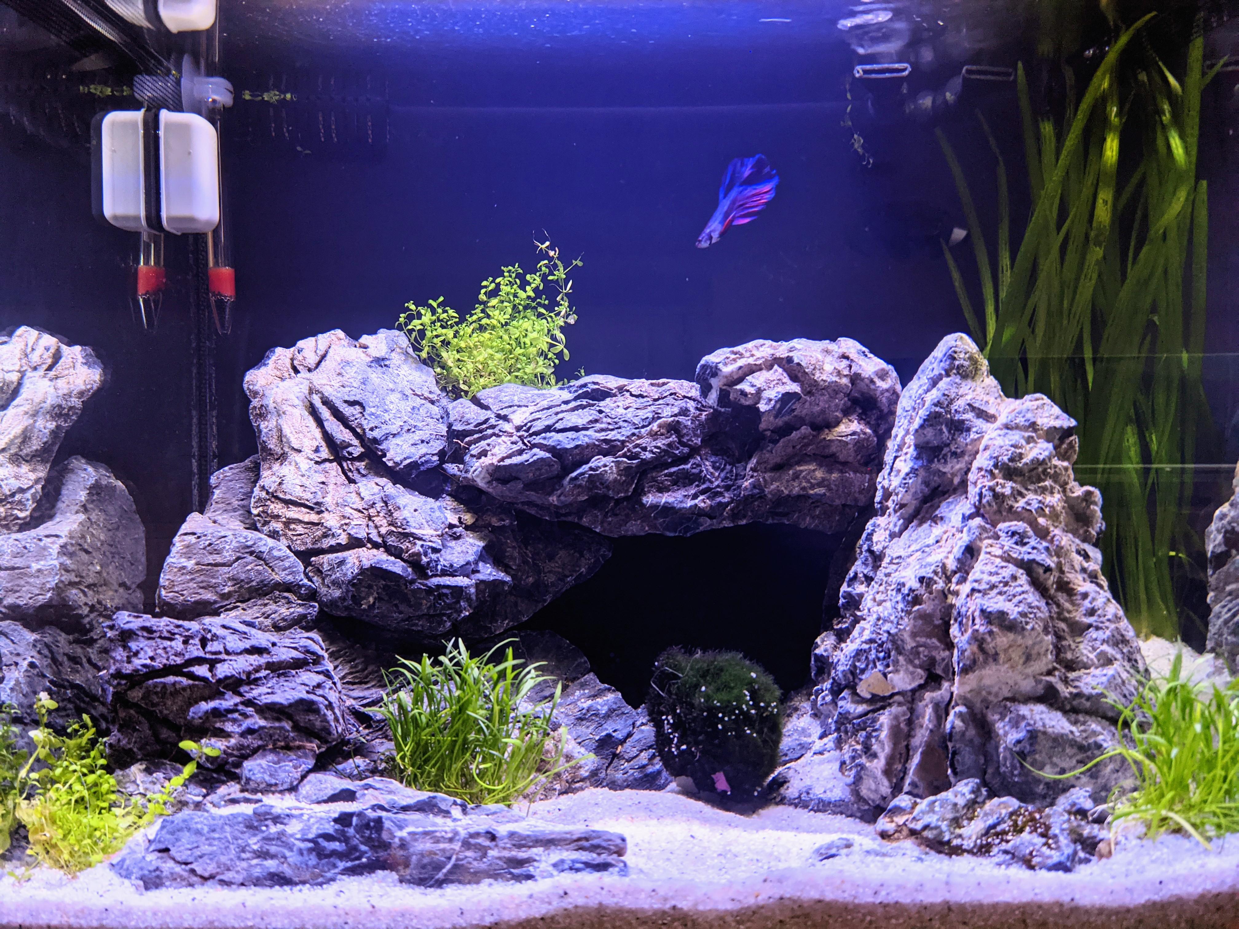New tank I've just setup. Really love Seiryu stone r/Aquascape