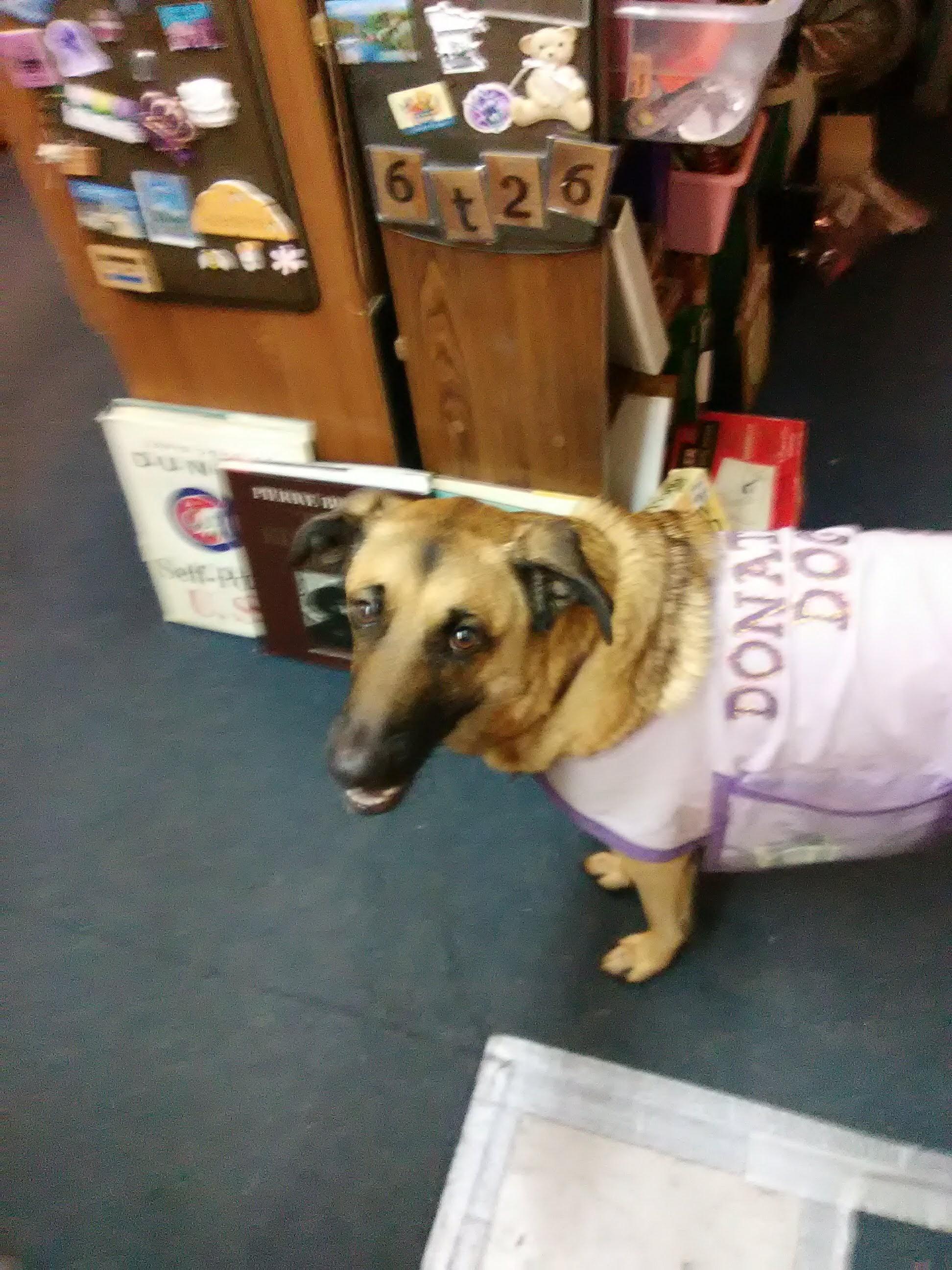 This dog collects donations for a shelter r/dogswithjobs
