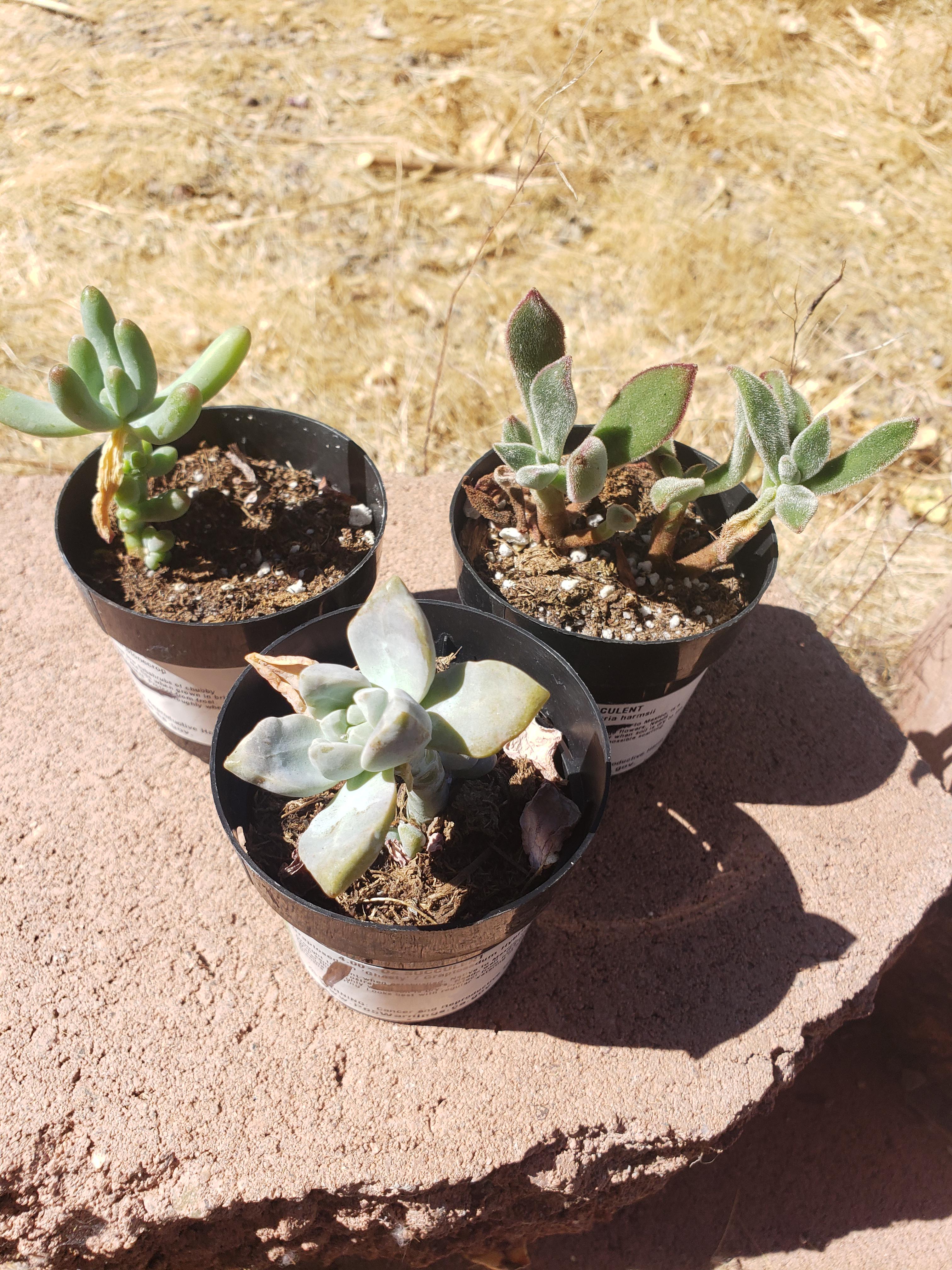 Just started my succulent journey with these babies. What's some good