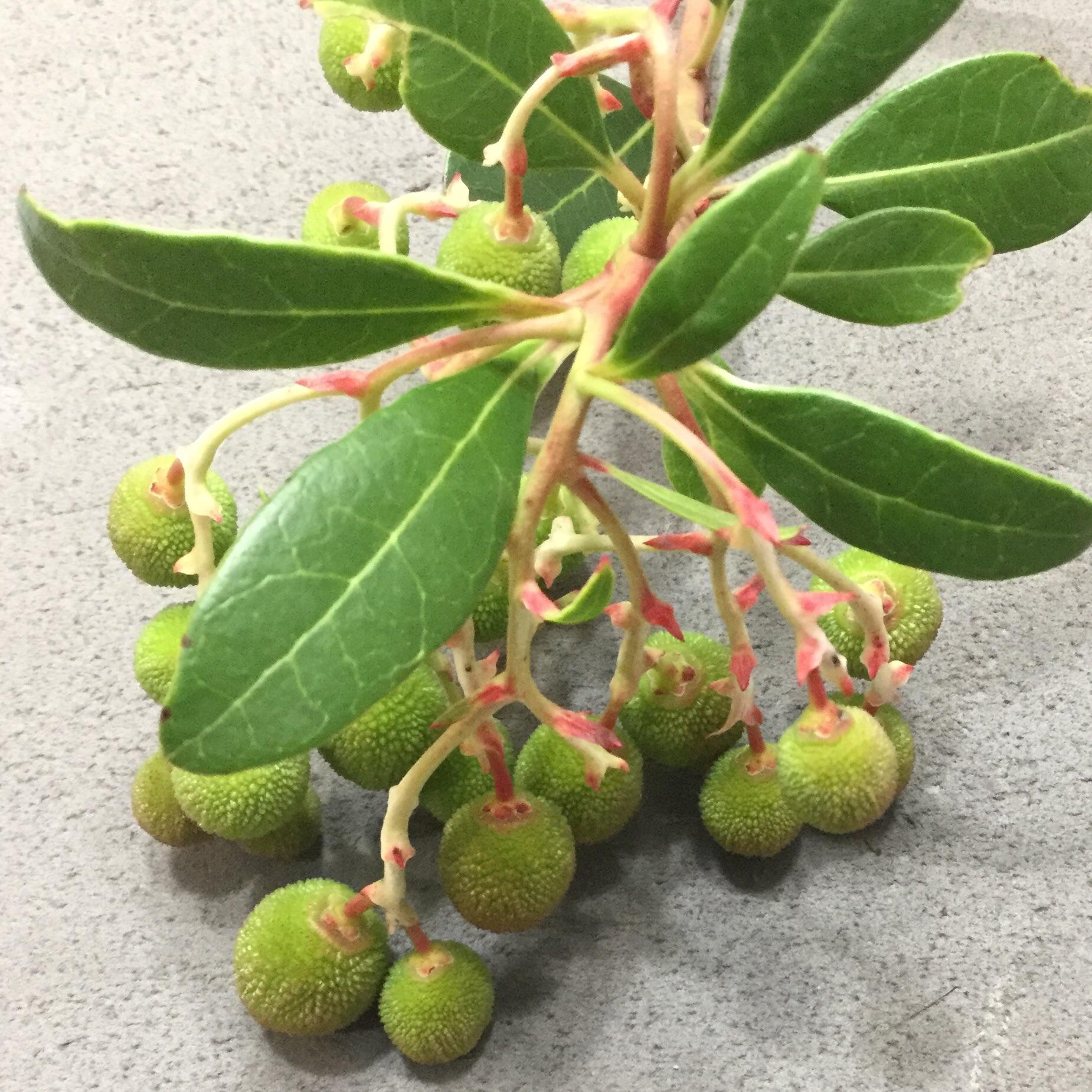 Fuzzy Striped Berries, Zone 9 r/whatsthisplant