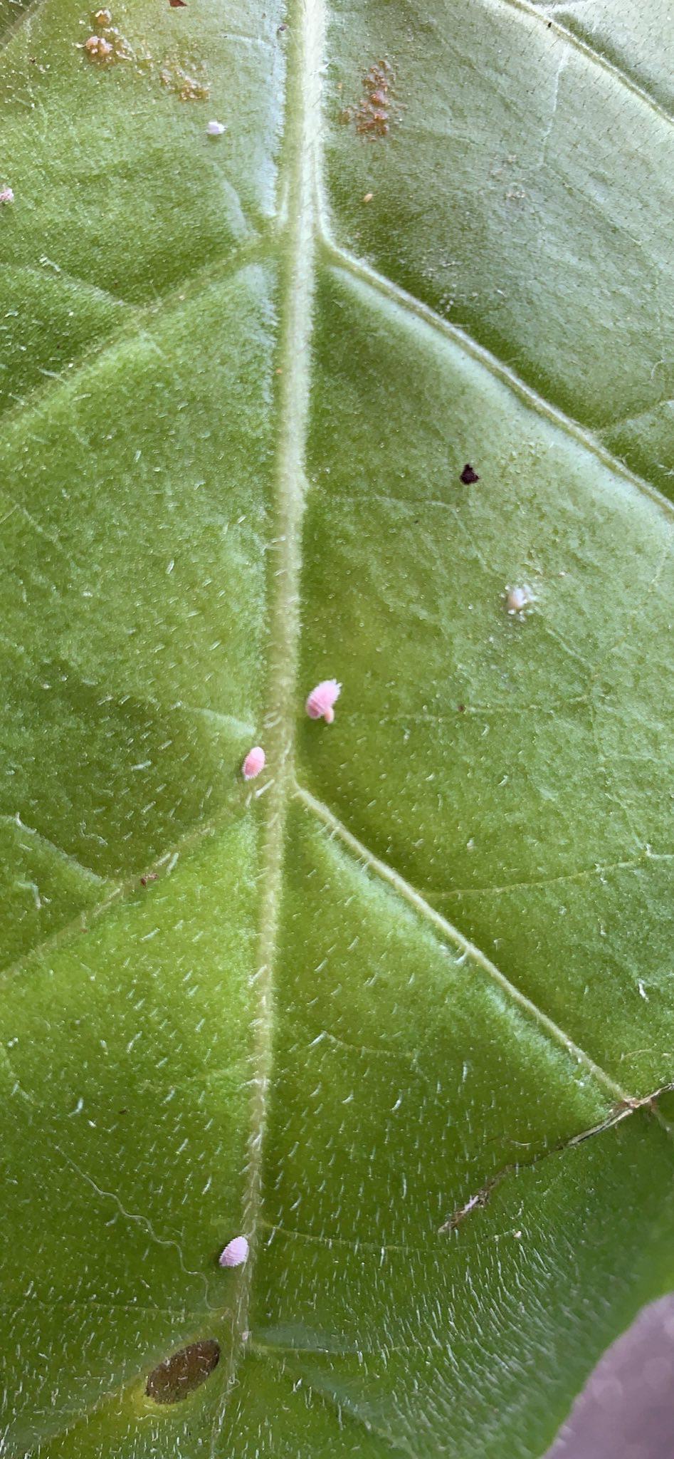 What are these white bugs on tobacco plant? Produced a sticky silk like