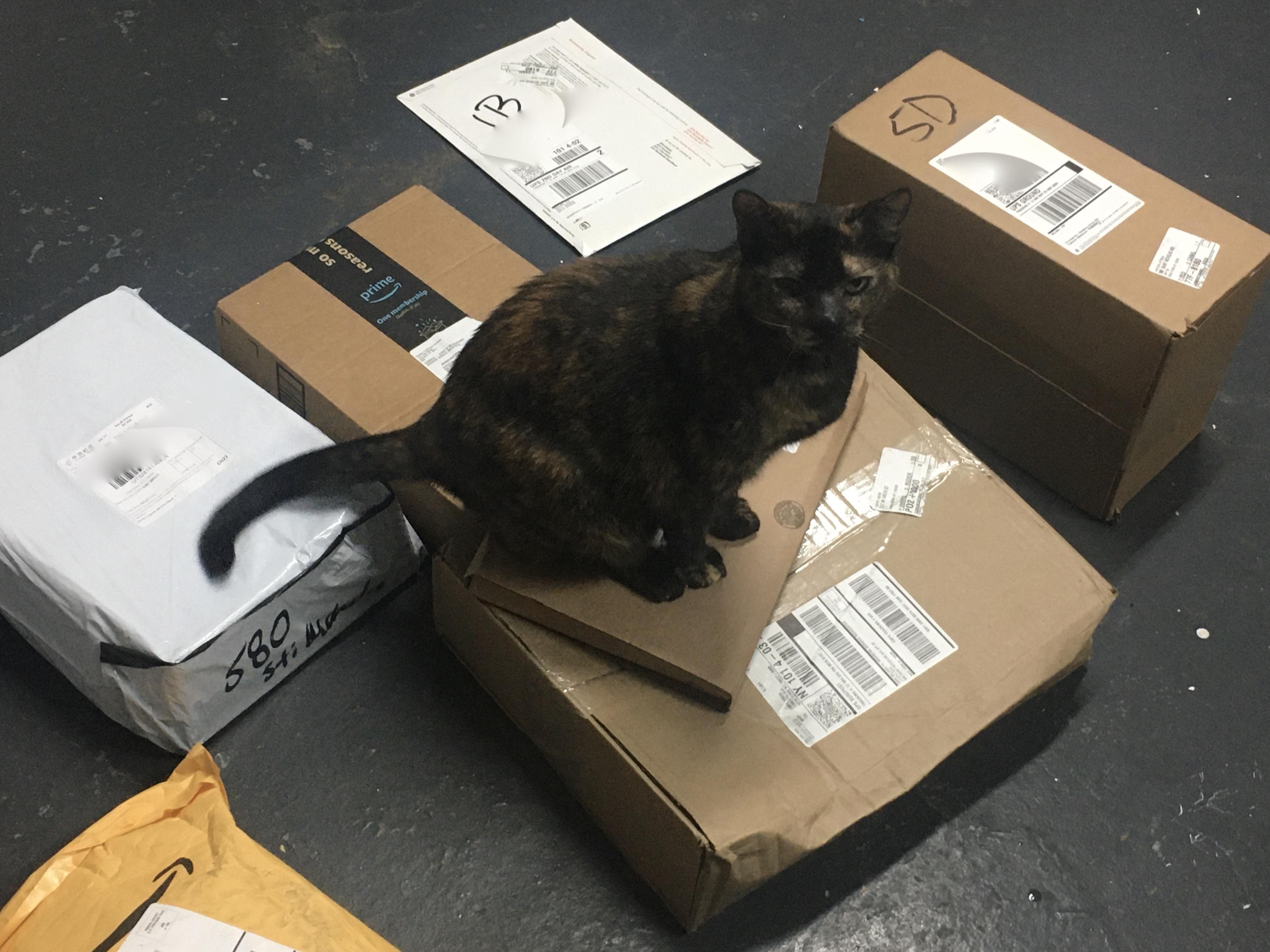 This cat guards the packages in my apartment's basement. 10/10 security