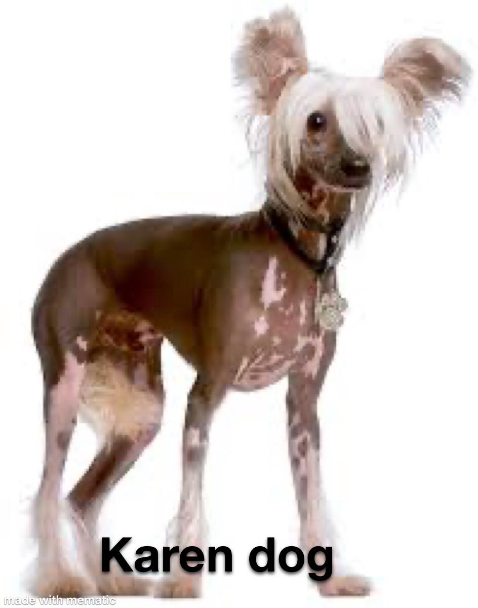 Karen dog r/karens