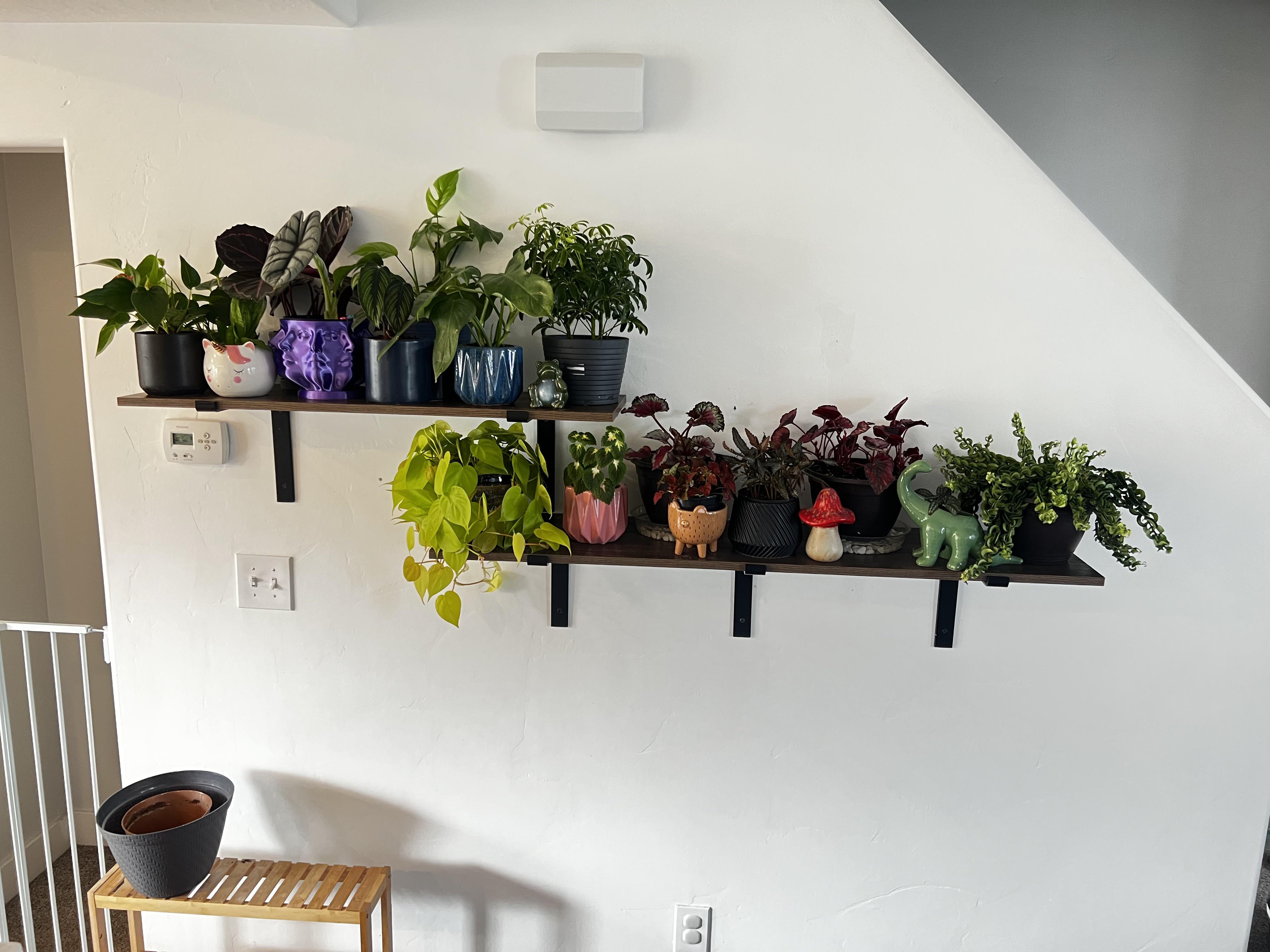 shelves r/houseplants