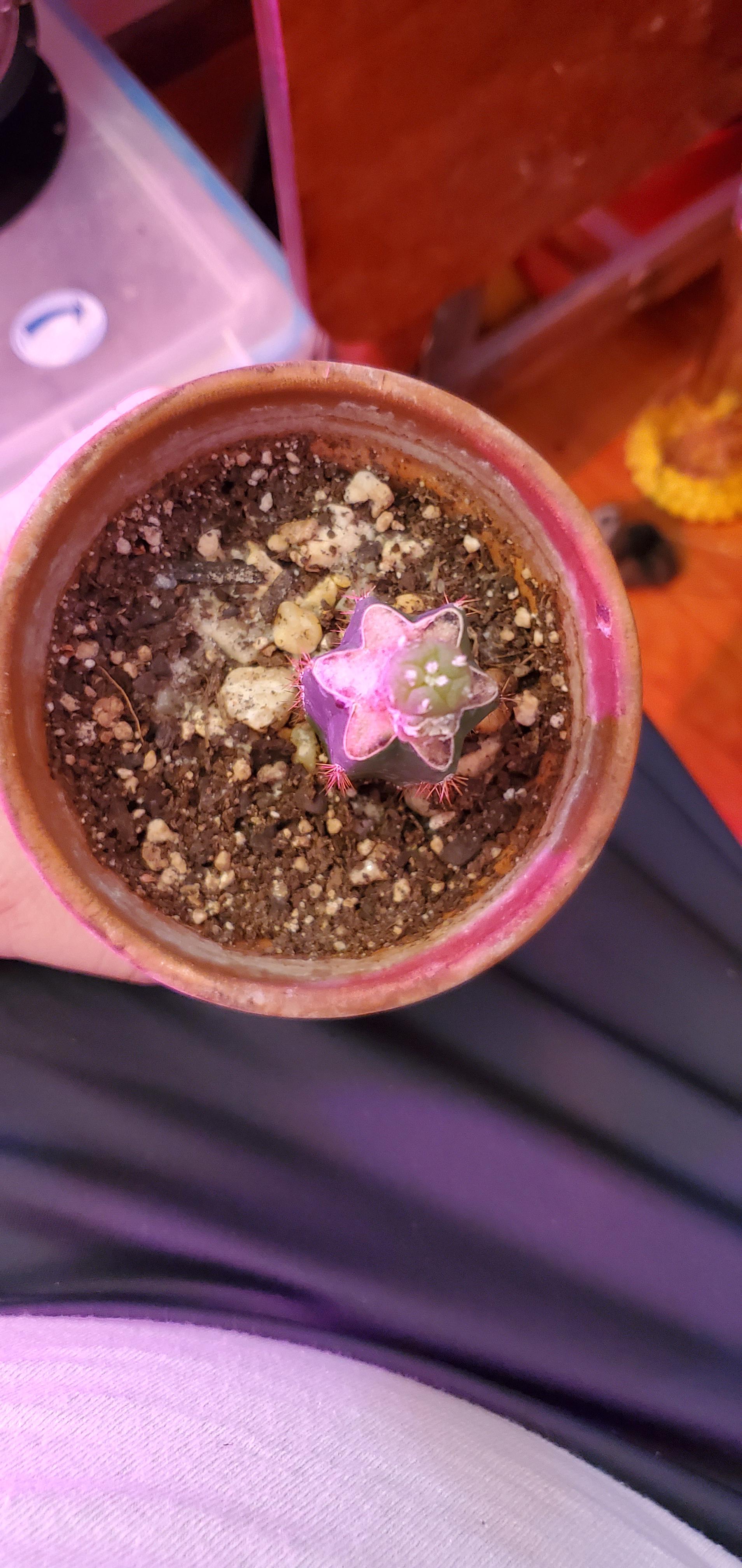 Found this at a little market. Tips peyote