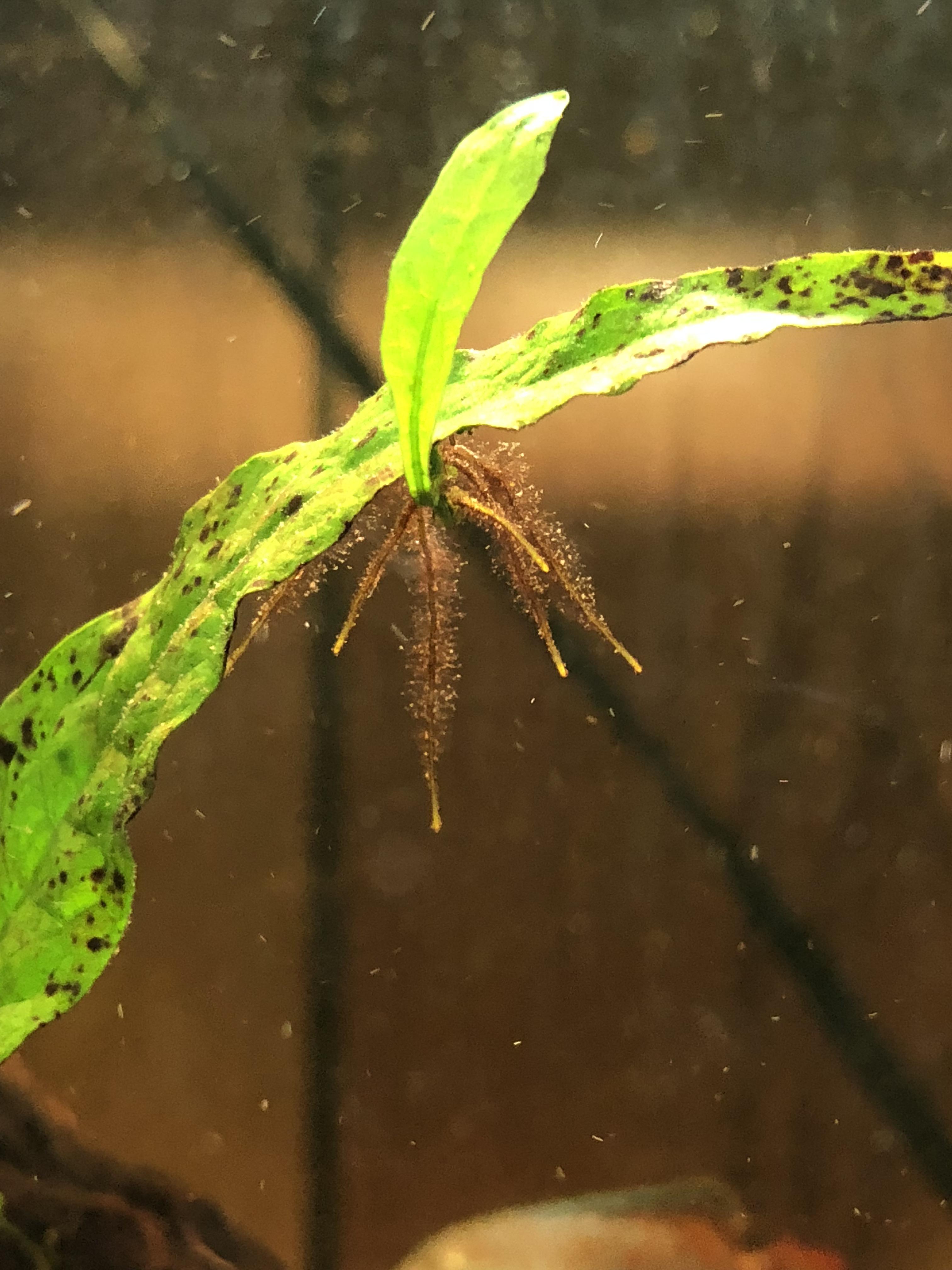 Love these roots on this Java Fern. r/Aquariums