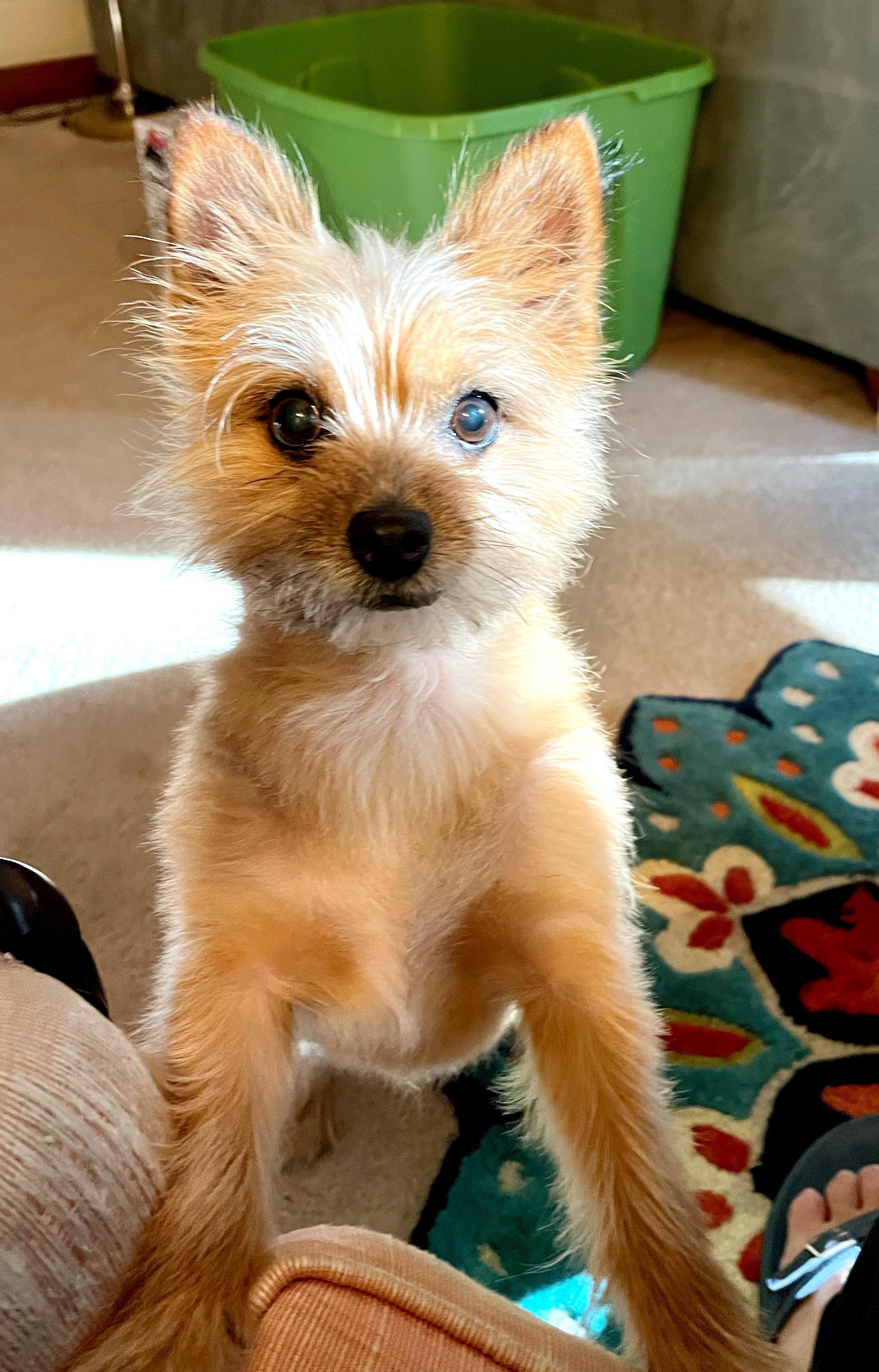 Flea/Tick Treatment r/Pomeranians