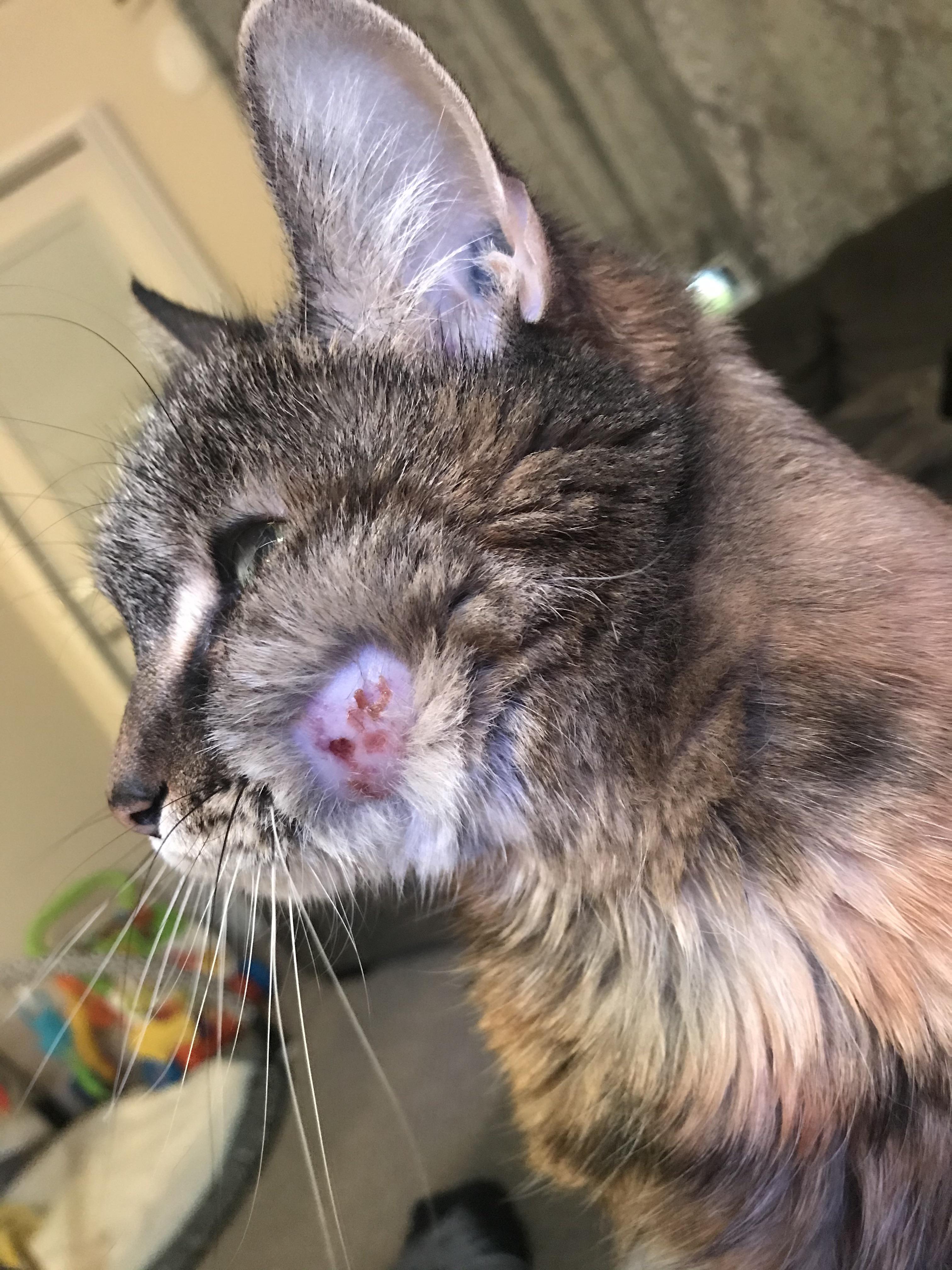 Indoor cat swollen cheek r/vet