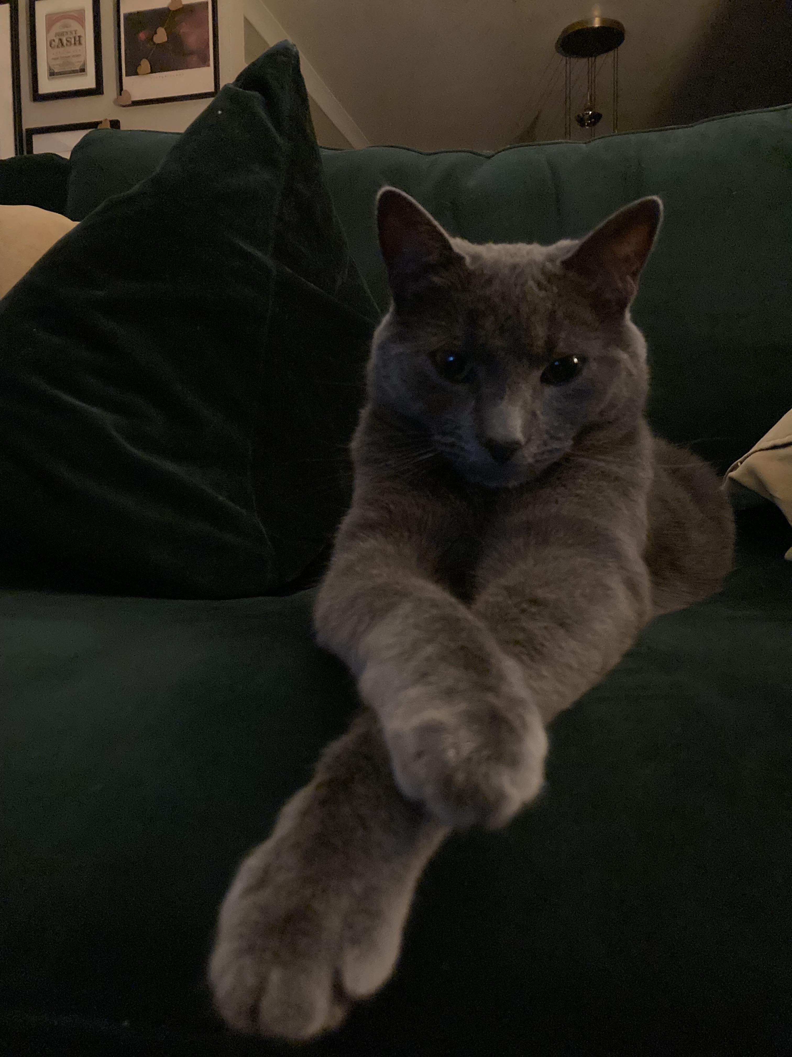 Cats crossing their legs r/cats