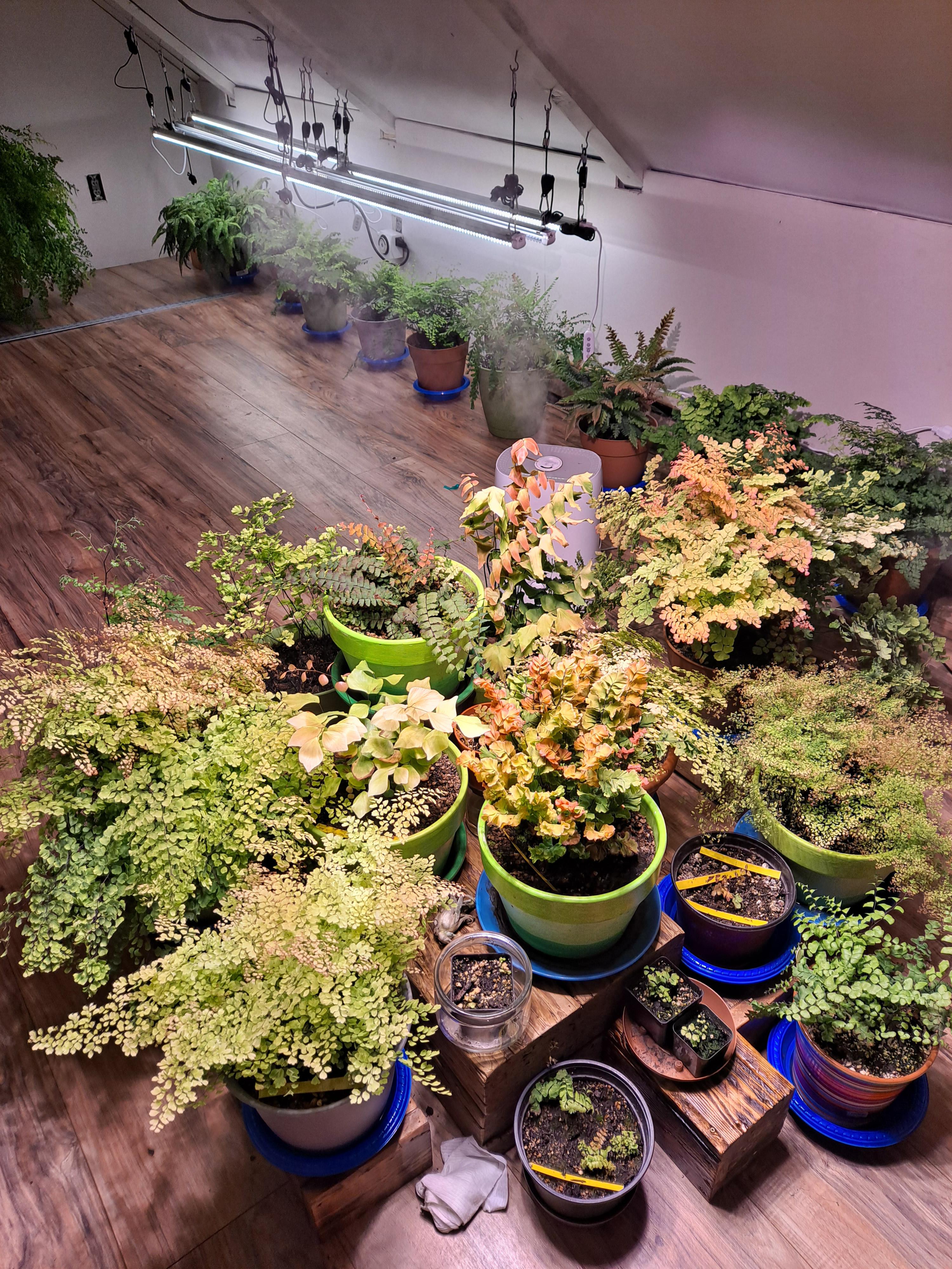 Maidenhair Fern Terrarium