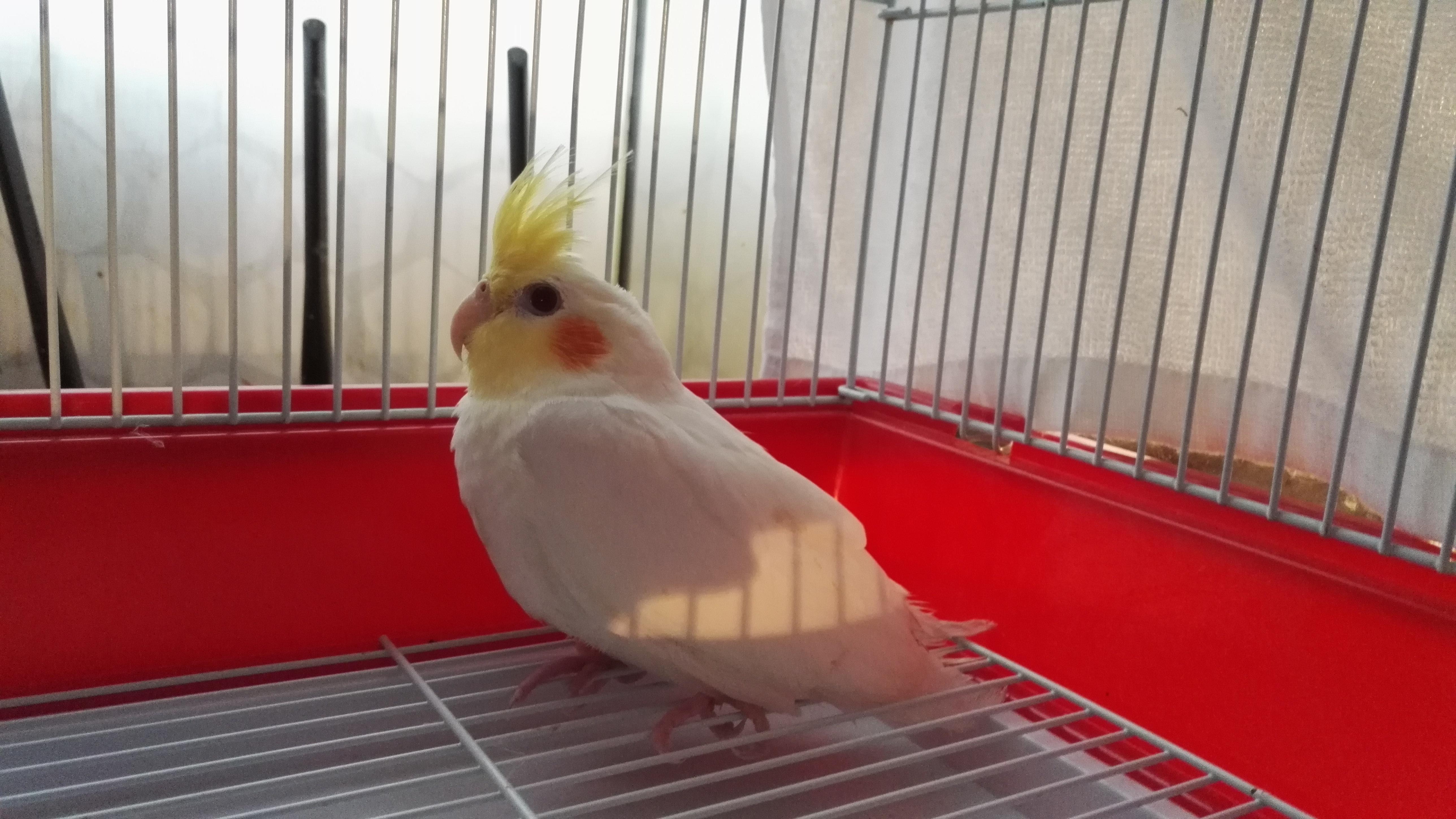 Im new here and my cockatiel lost his tail feathers when im putting him