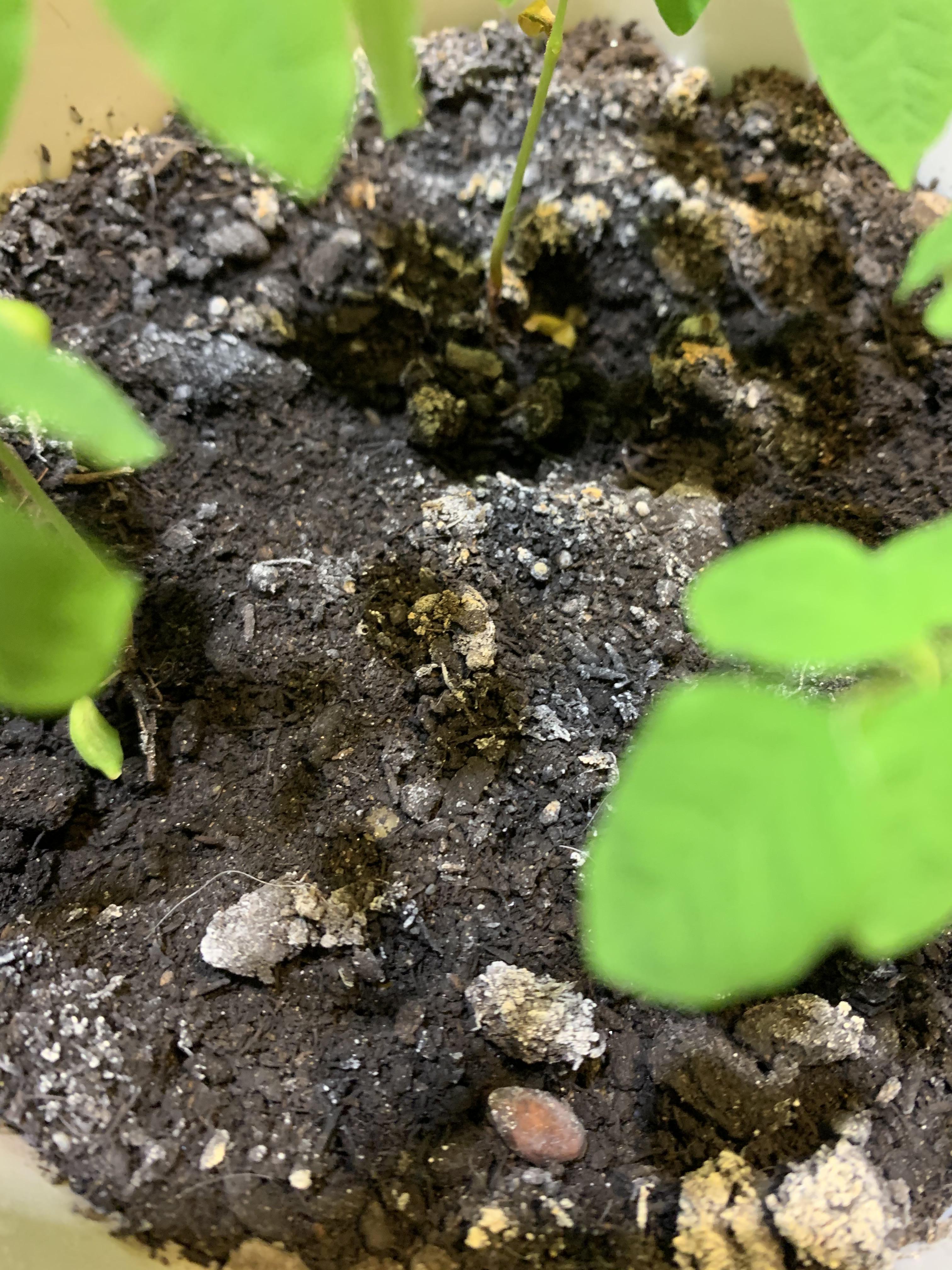 A lot of my potting soil has this layer of what looks like mold on the