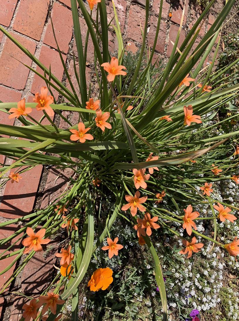 Southern California, grow from corm, spring flowering, orange one inch