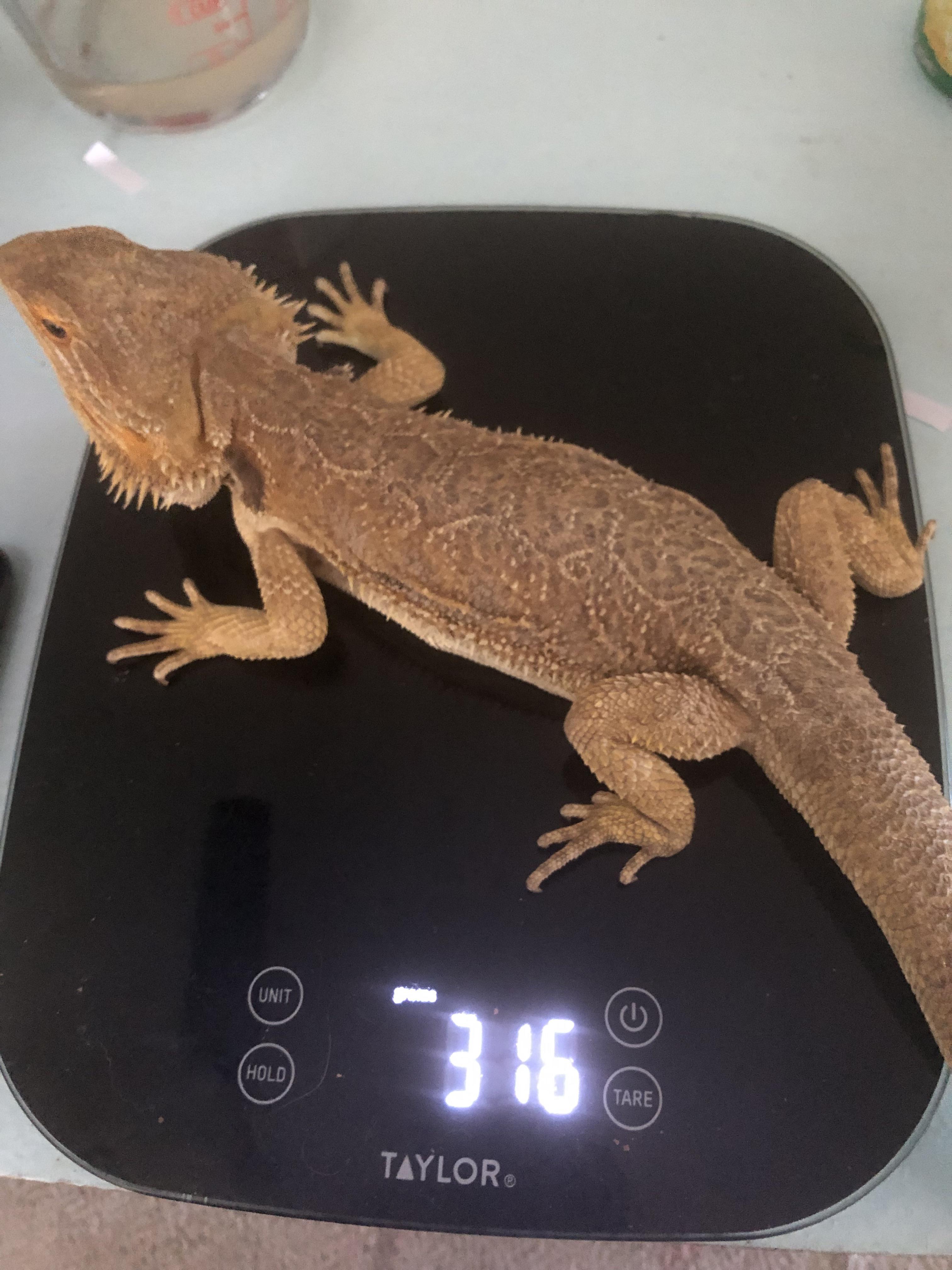 How much should a 1 year old male weigh? r/BeardedDragons