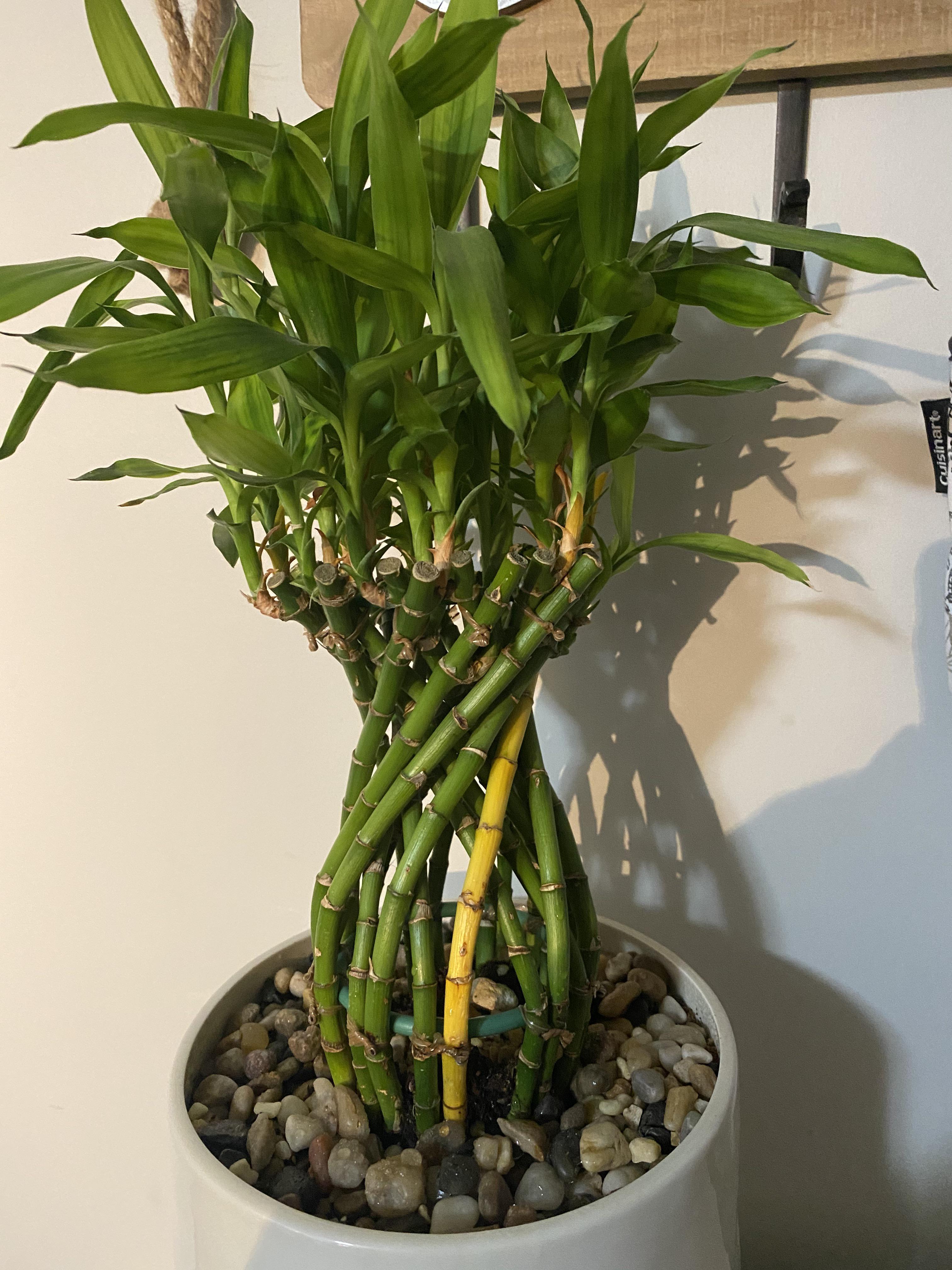 Please help know nothing about plants why the yellowing can it be saved