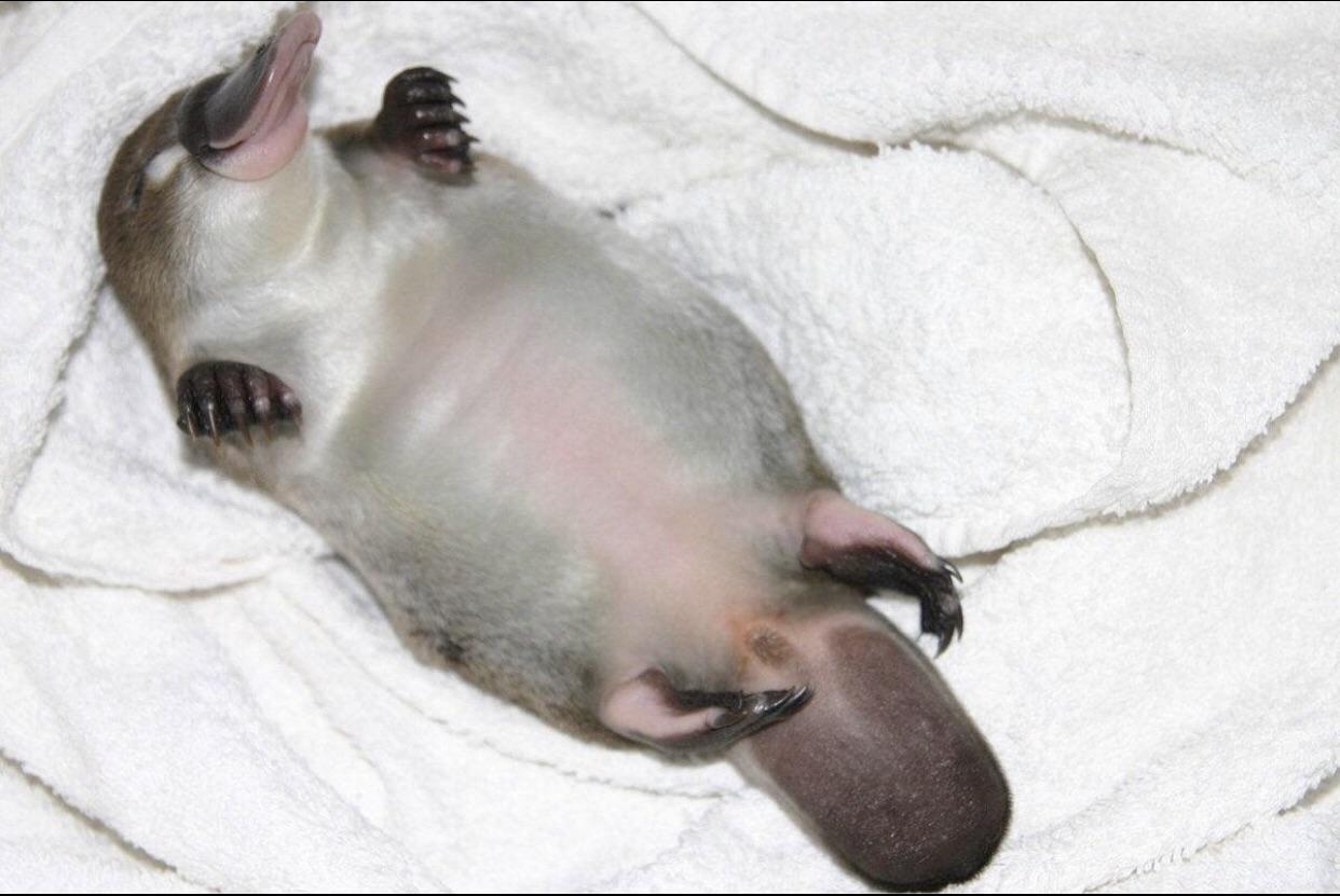 The baby platypus, or puggle, has 83 venom genes in 13 unique toxin