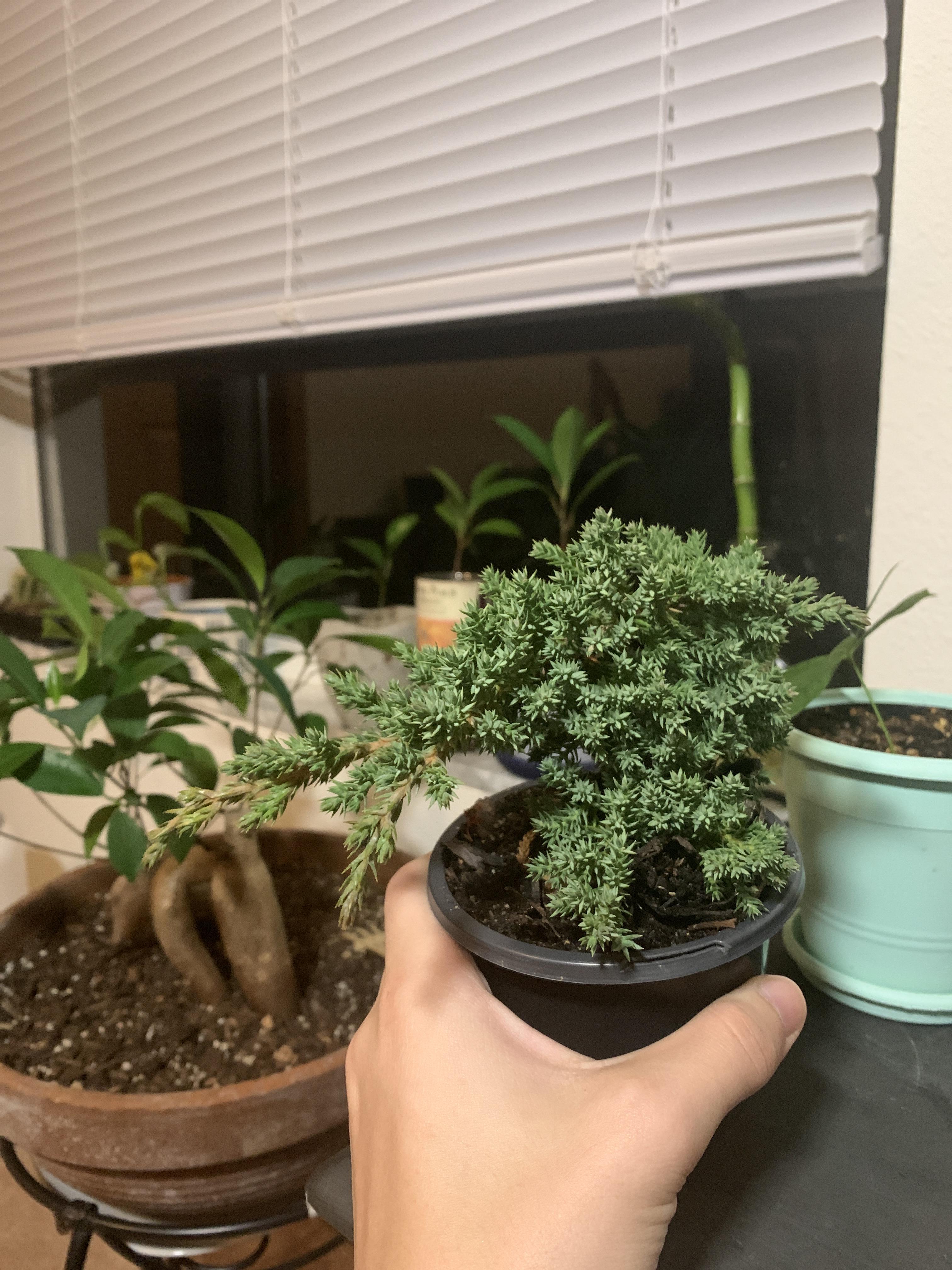 Is there a way to simulate a dormant season for Bonsai? I live in a