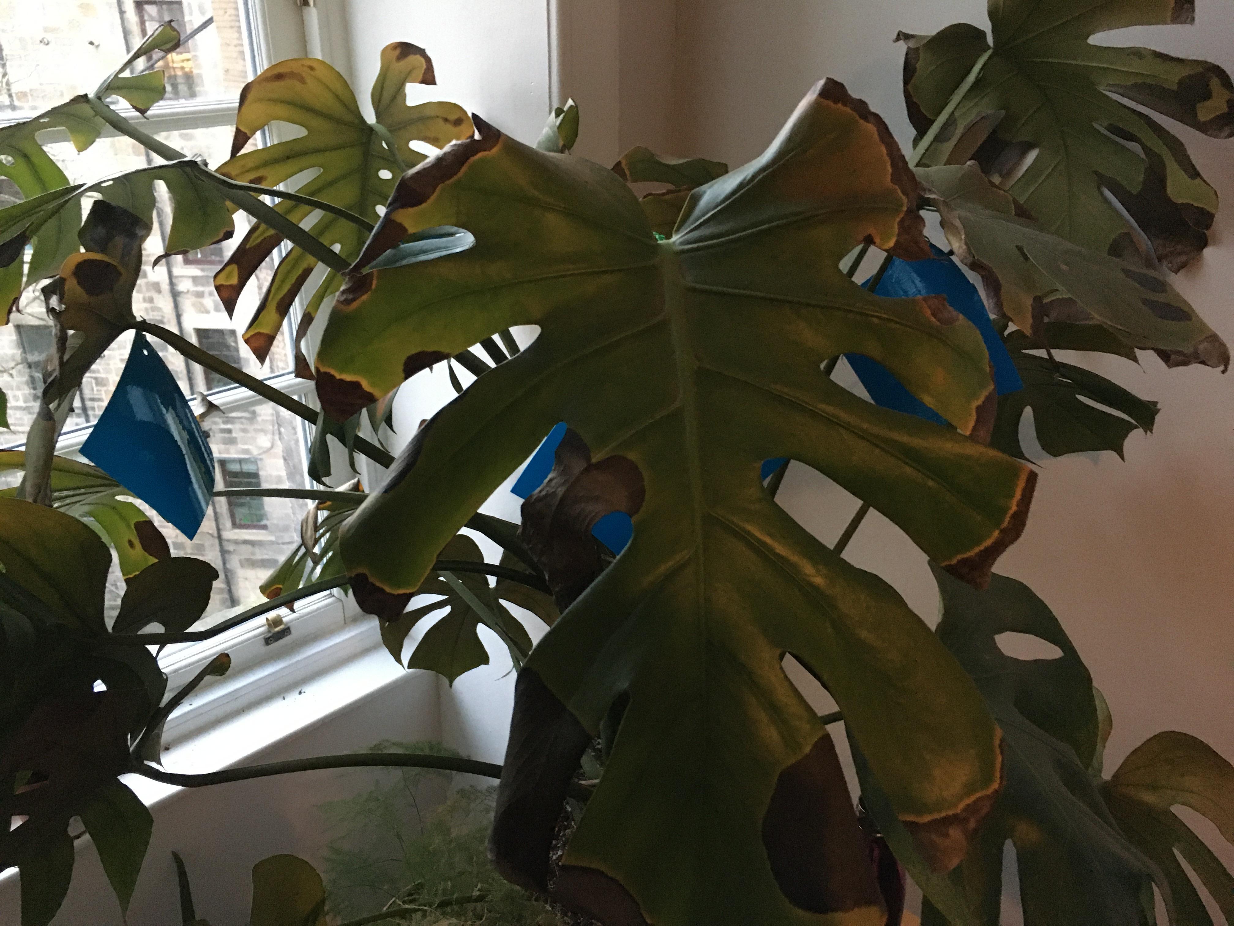 Black, eventually dried out spots on monstera leaves. Overwatering