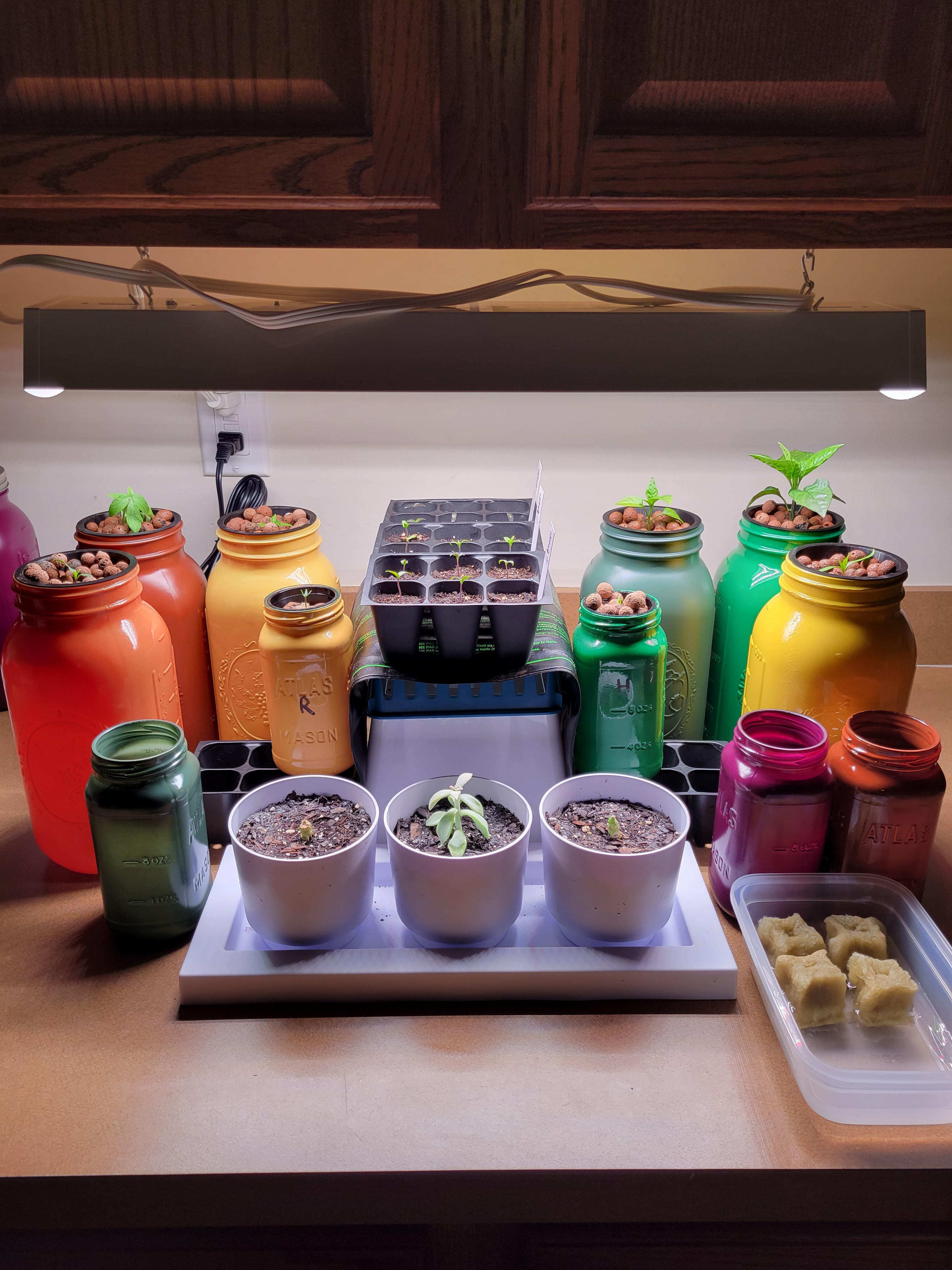 My Germination Station r/gardening