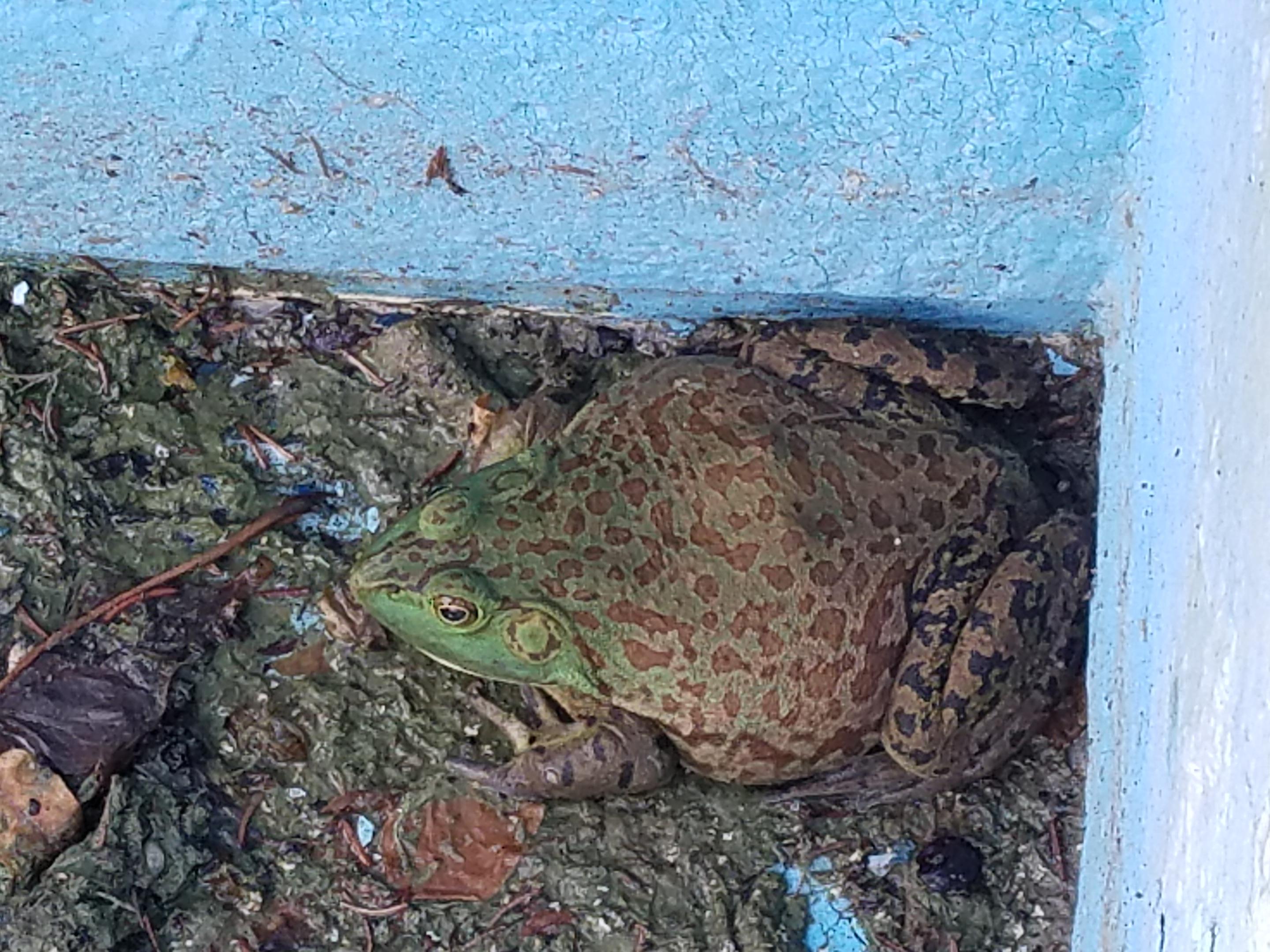 This is the largest frog I've ever seen outside of a zoo. Does anyone know what it is? Found in