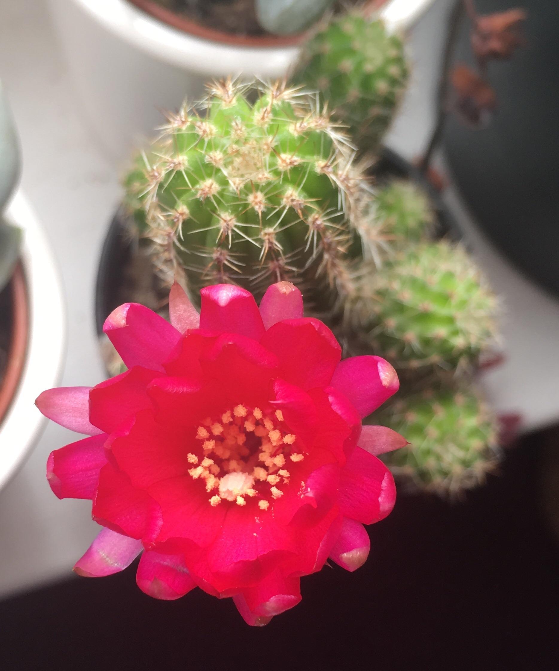 Why do shops glue fake flowers onto their cacti? Have they seen what