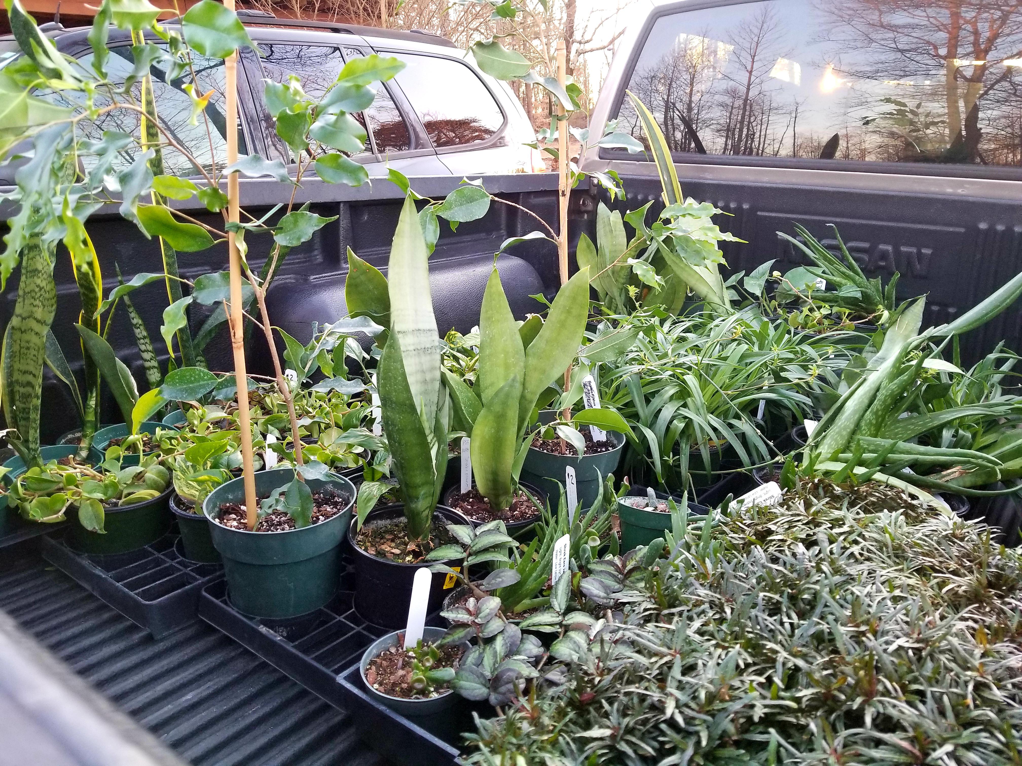 My university Ag department had a house plant sale. I bought them. r