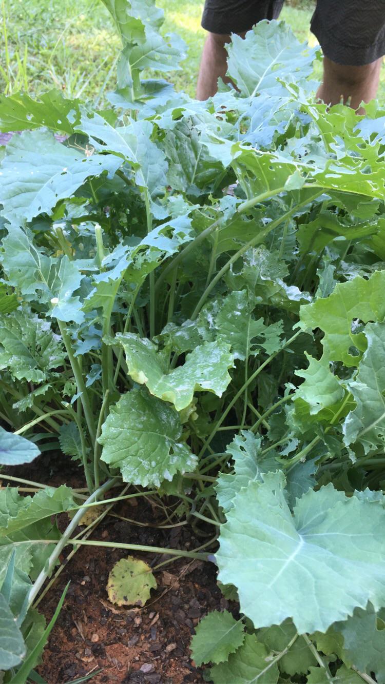 Is this kale ready to pick? The stalks don’t look thick enough but it’s