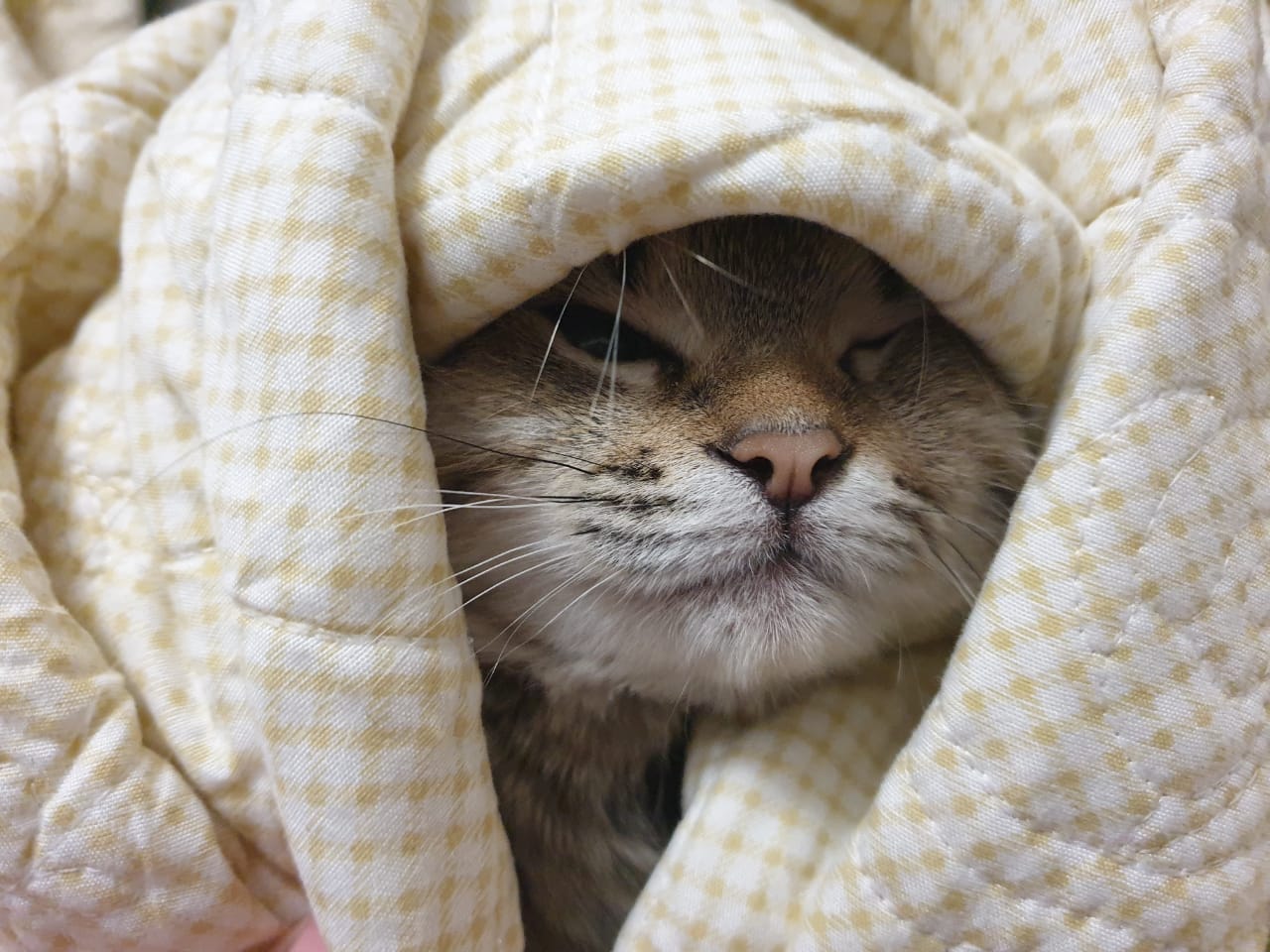 Meet my new cat Peepo, she likes to cuddle in the blankets a lot) r/cats