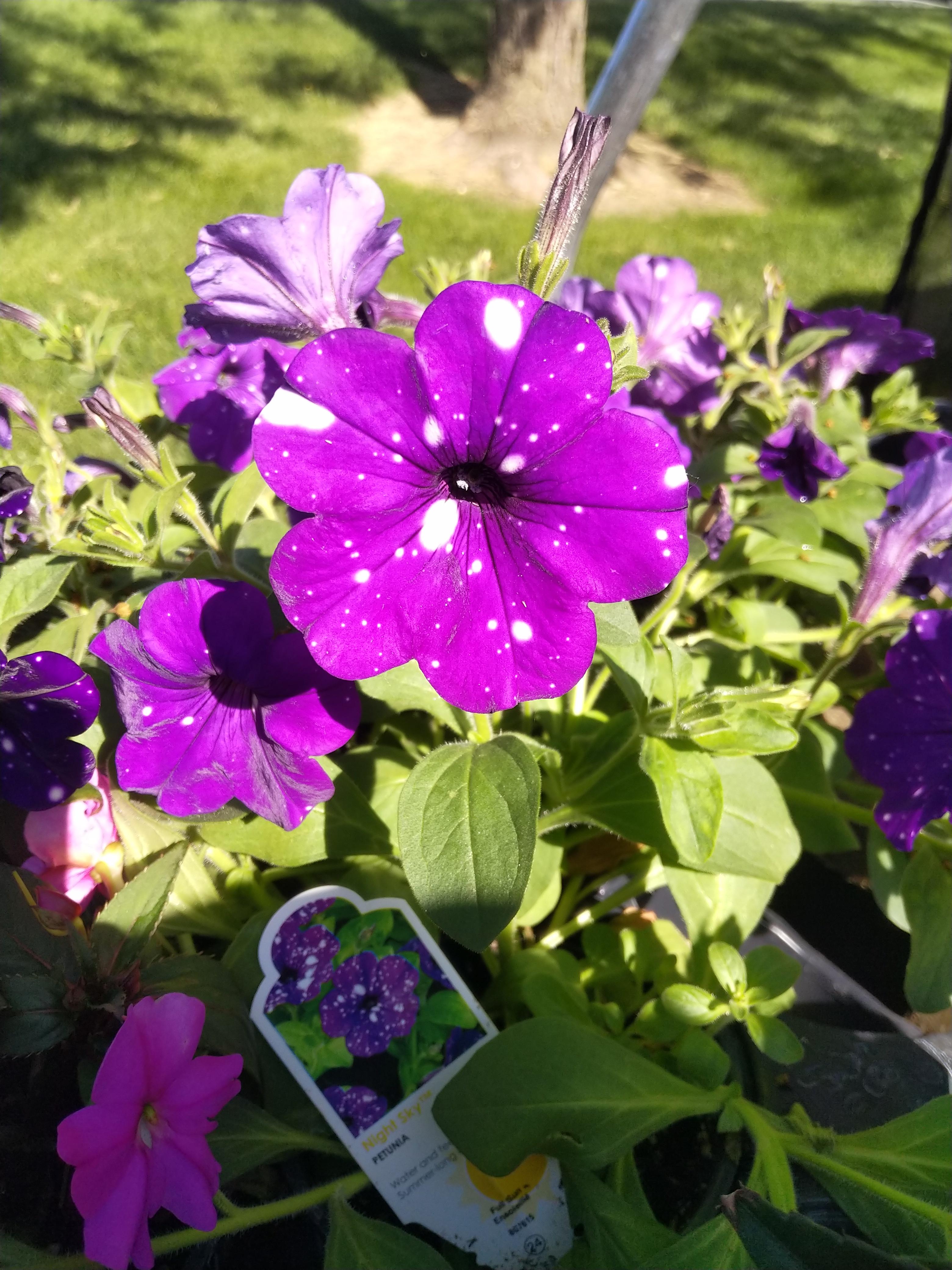 These petunias look like outer space r/mildlyinteresting