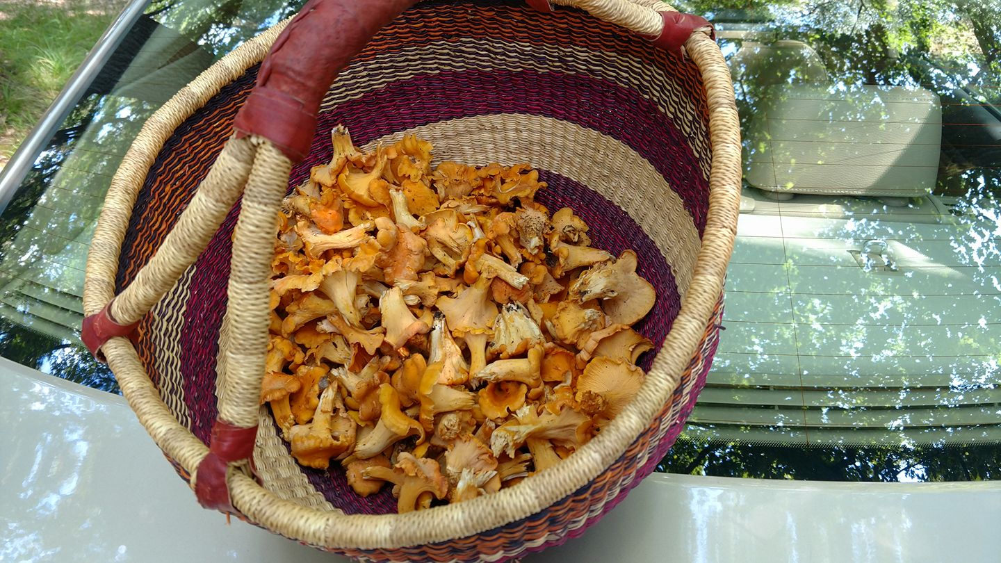 PA Chanterelles The mushroom basket finally sees some use. r/foraging