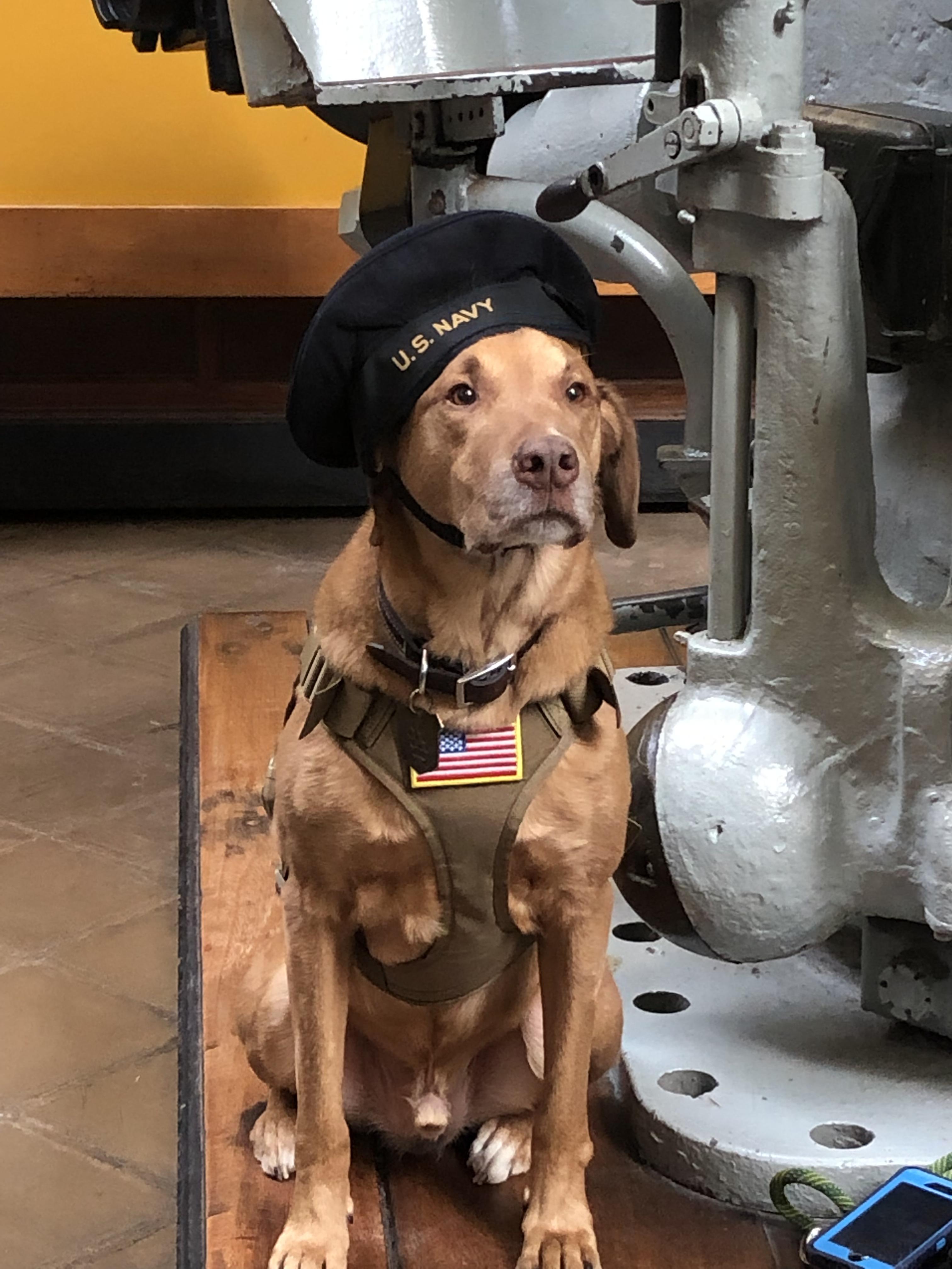 Very good guard dog doing very good job r/dogswithjobs