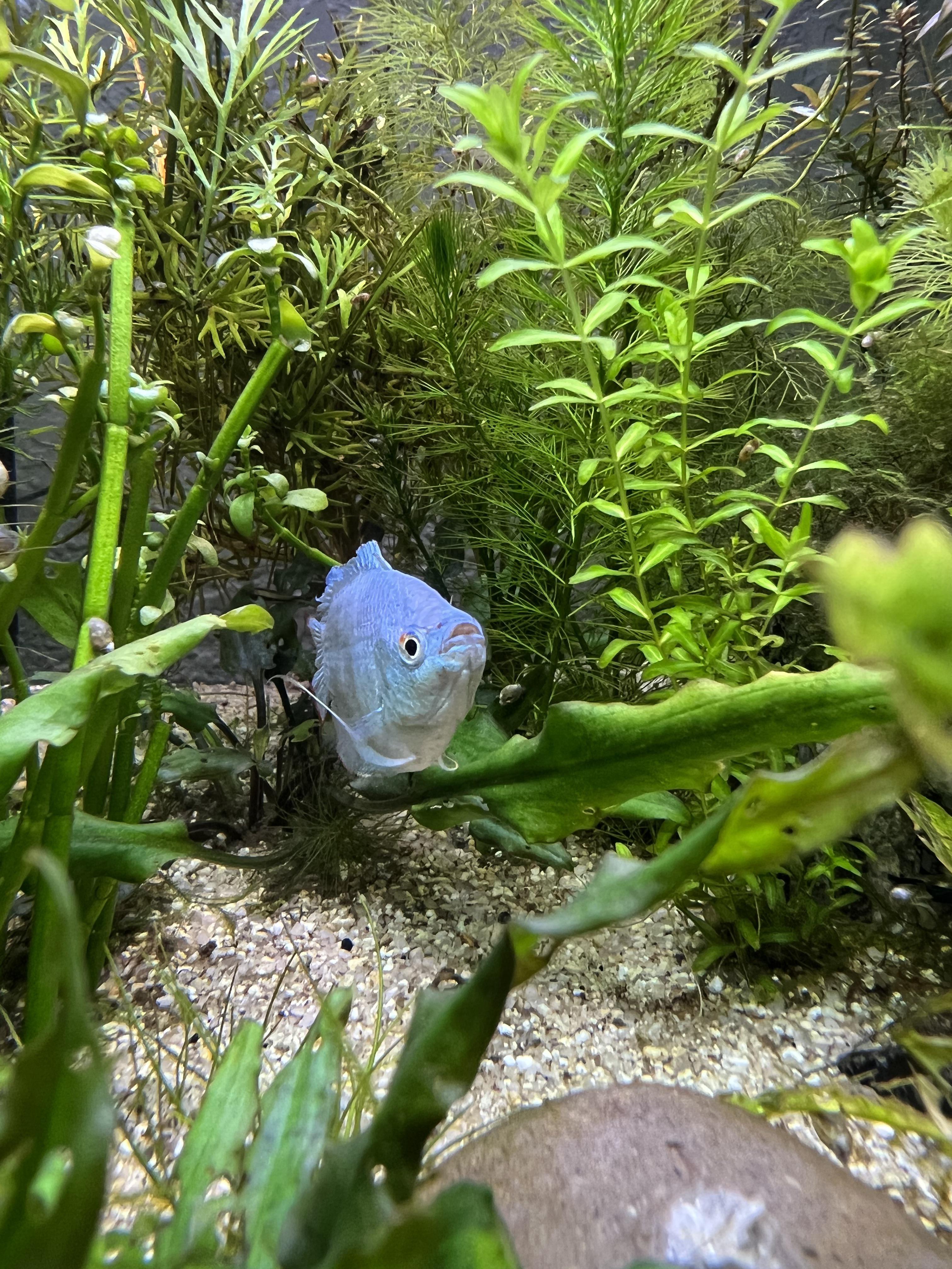 My powder blue dwarf gourami, G.G. Oscar r/Aquariums