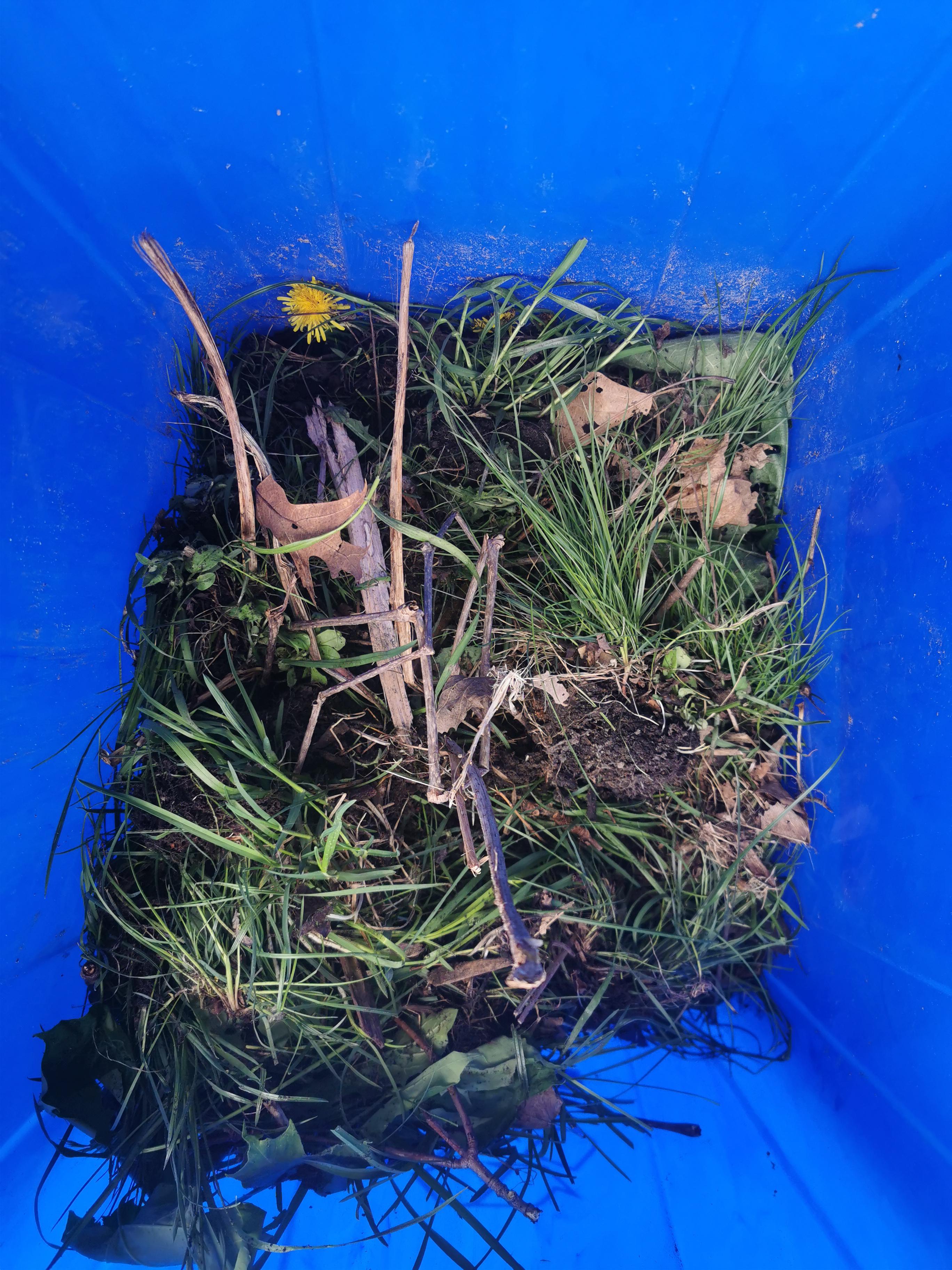 Can I put sod with roots and soil attached in my compost?