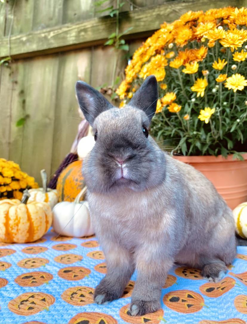 Chicken Nugget loves to match with fall colors 🍂🍁 🎃 r/Rabbits