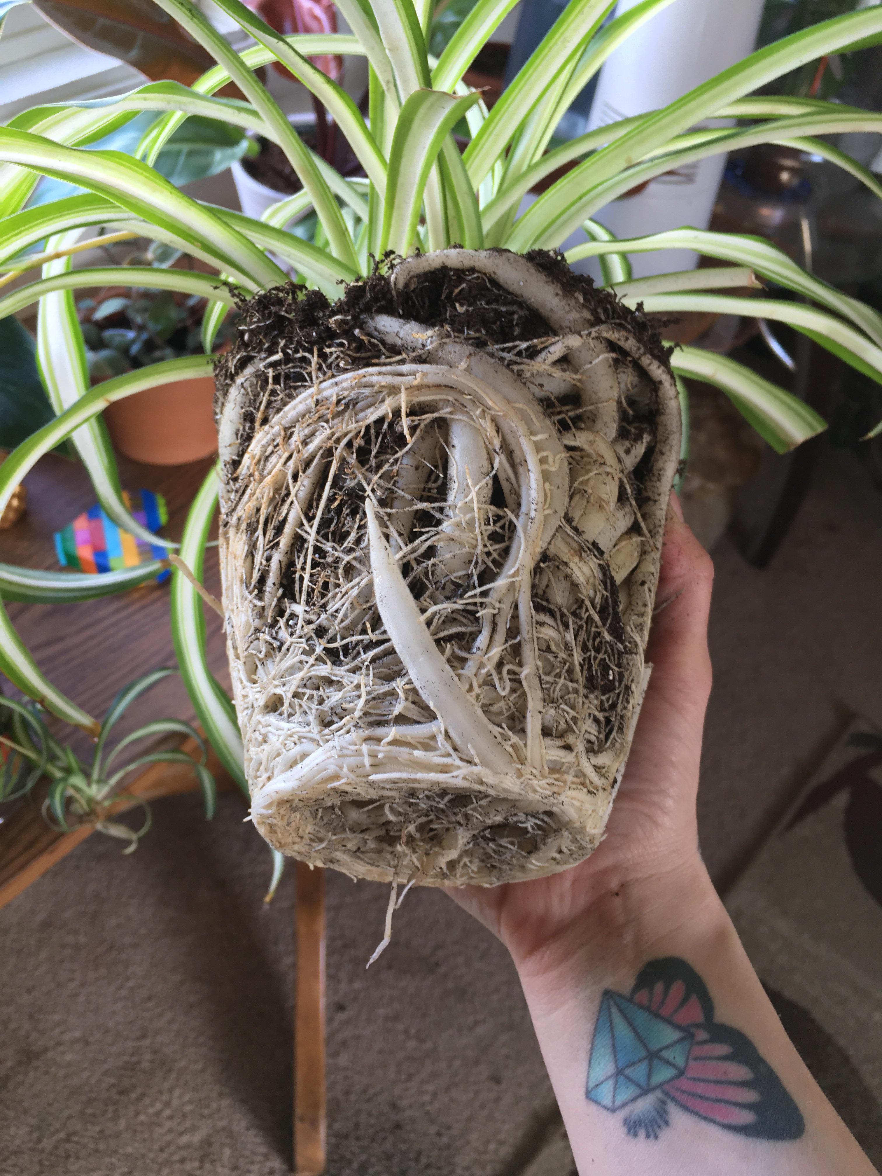 Finally got around to repotting my spider plant, girls got roots. r