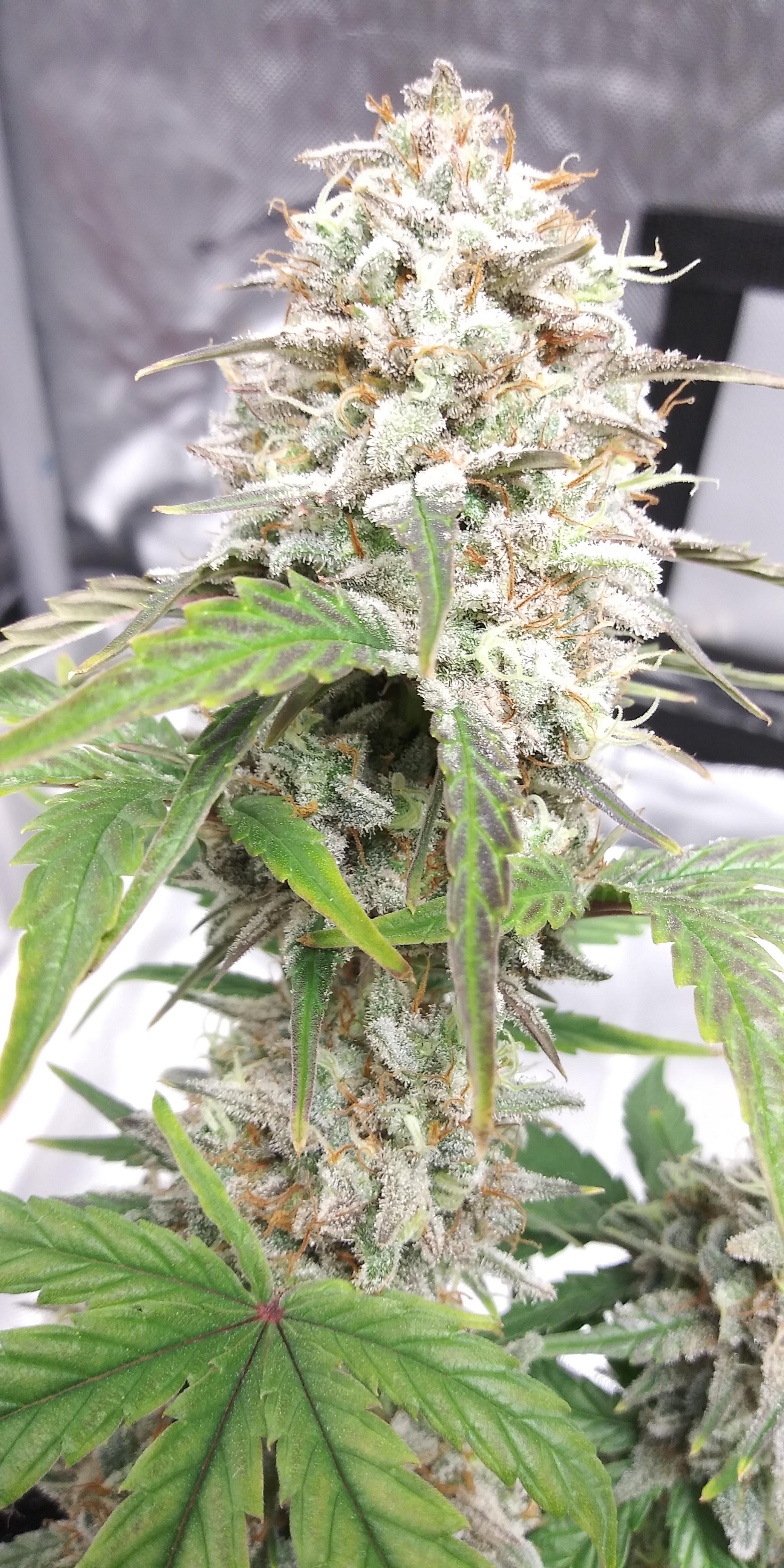 Bred by 42 Orange Fruity Pebbles x Golden Lemons. Week 13 justtrichomes